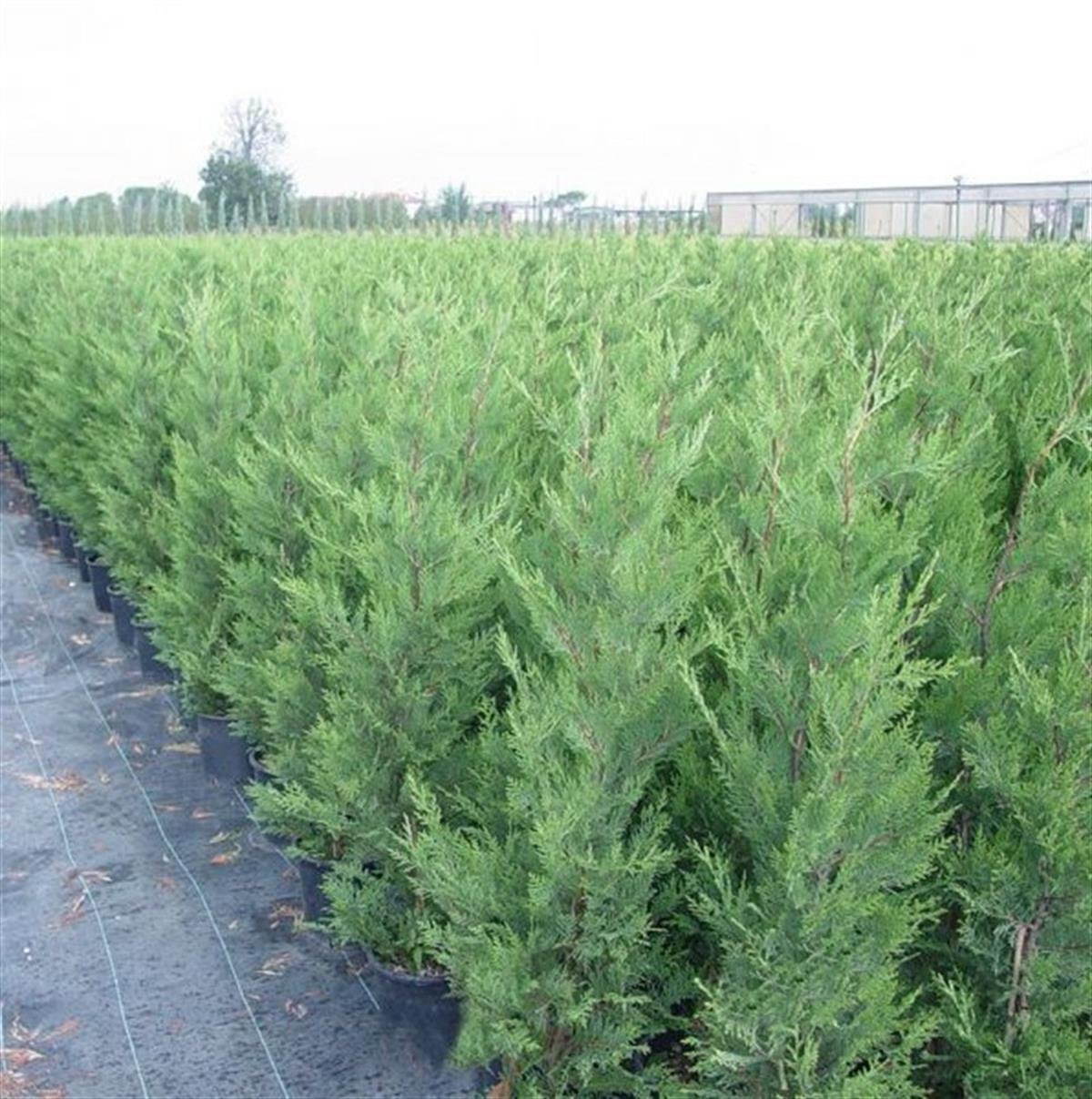 Cupressocyparis leylandii Leylandi fidan