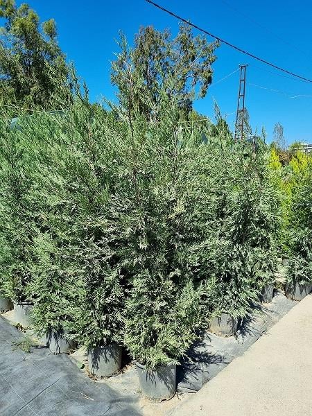 Cupressocyparis leylandii Leylandi fidan