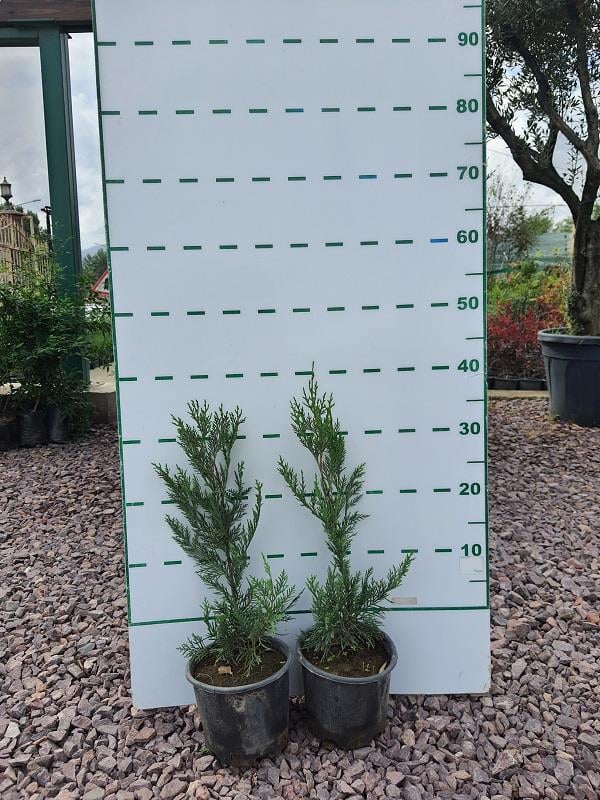 Cupressocyparis leylandii Leylandi fidan