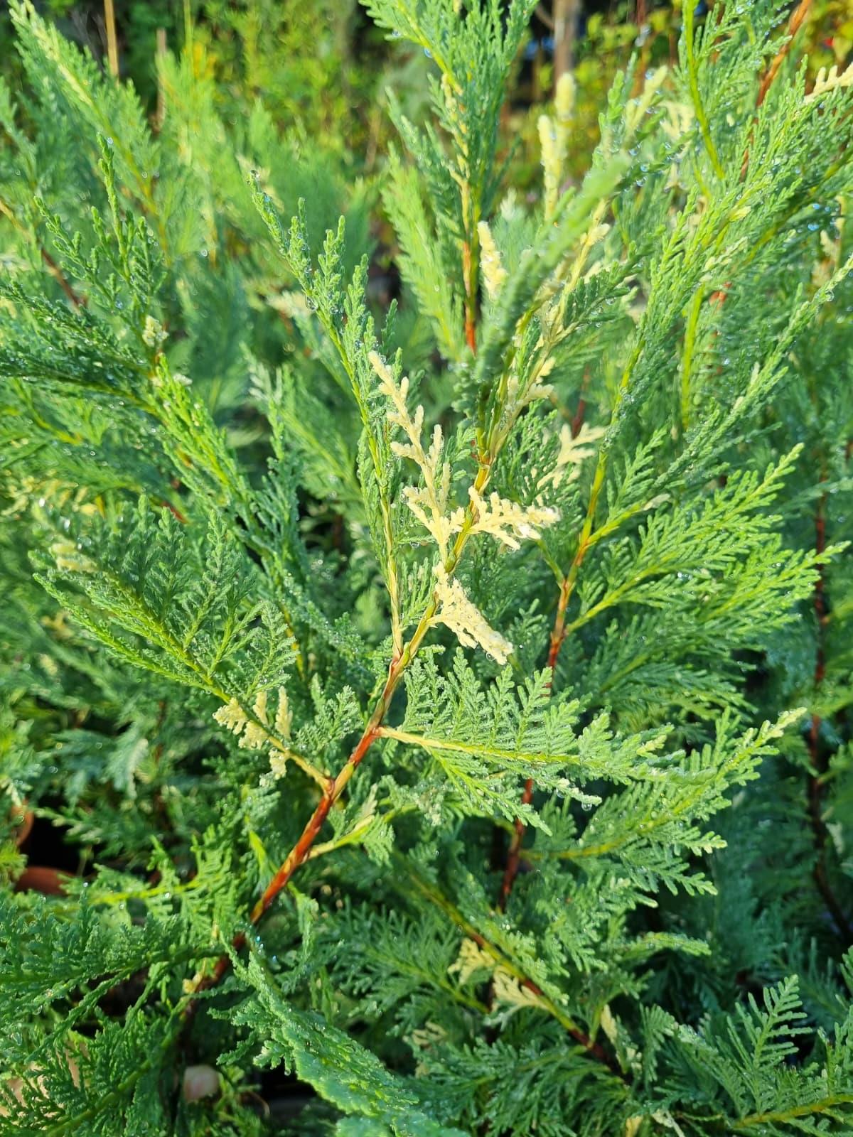 Cupressocyparis leylandii variegata Alacalı Leylandi fidan