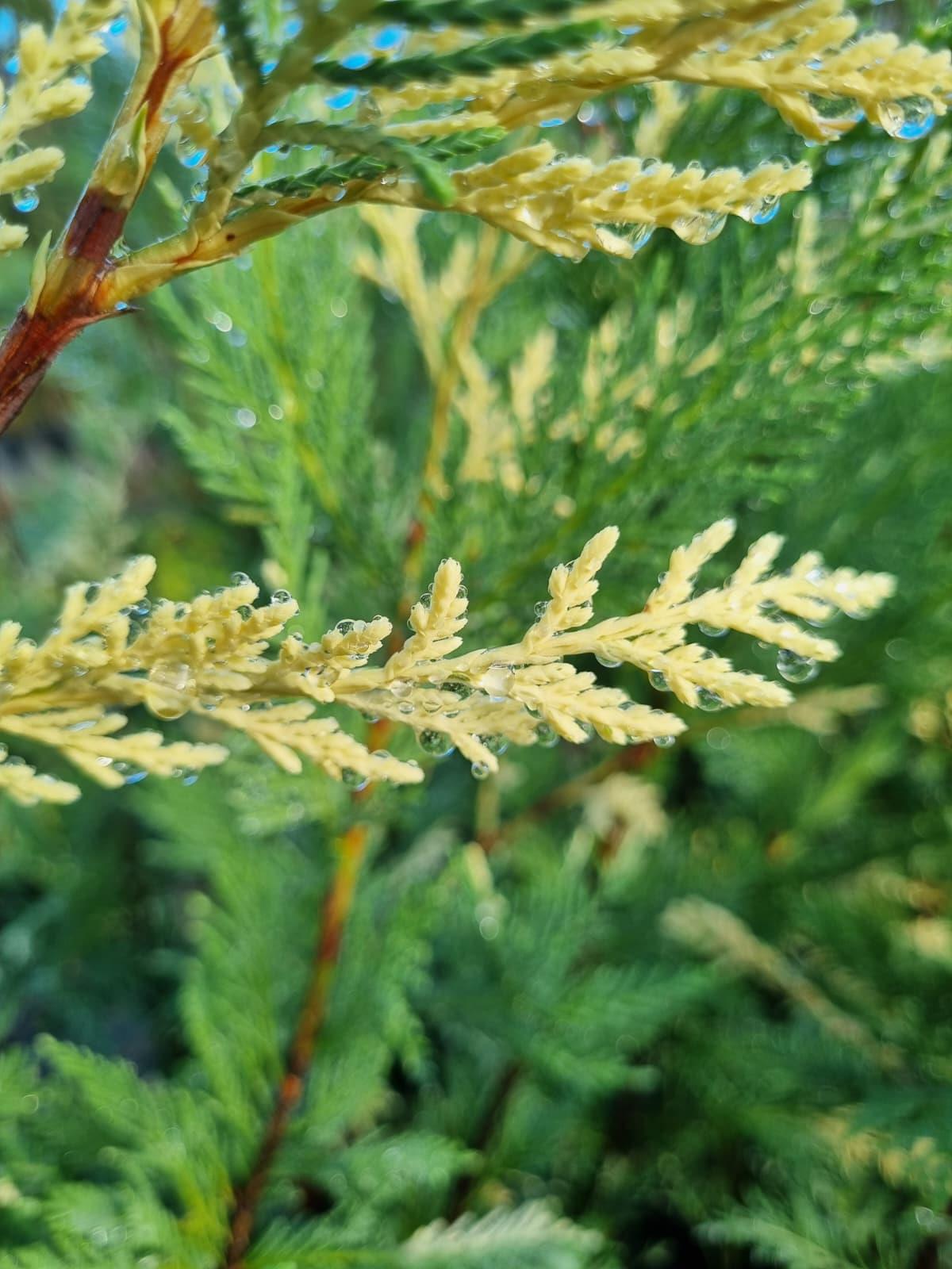 Cupressocyparis leylandii variegata Alacalı Leylandi fidan