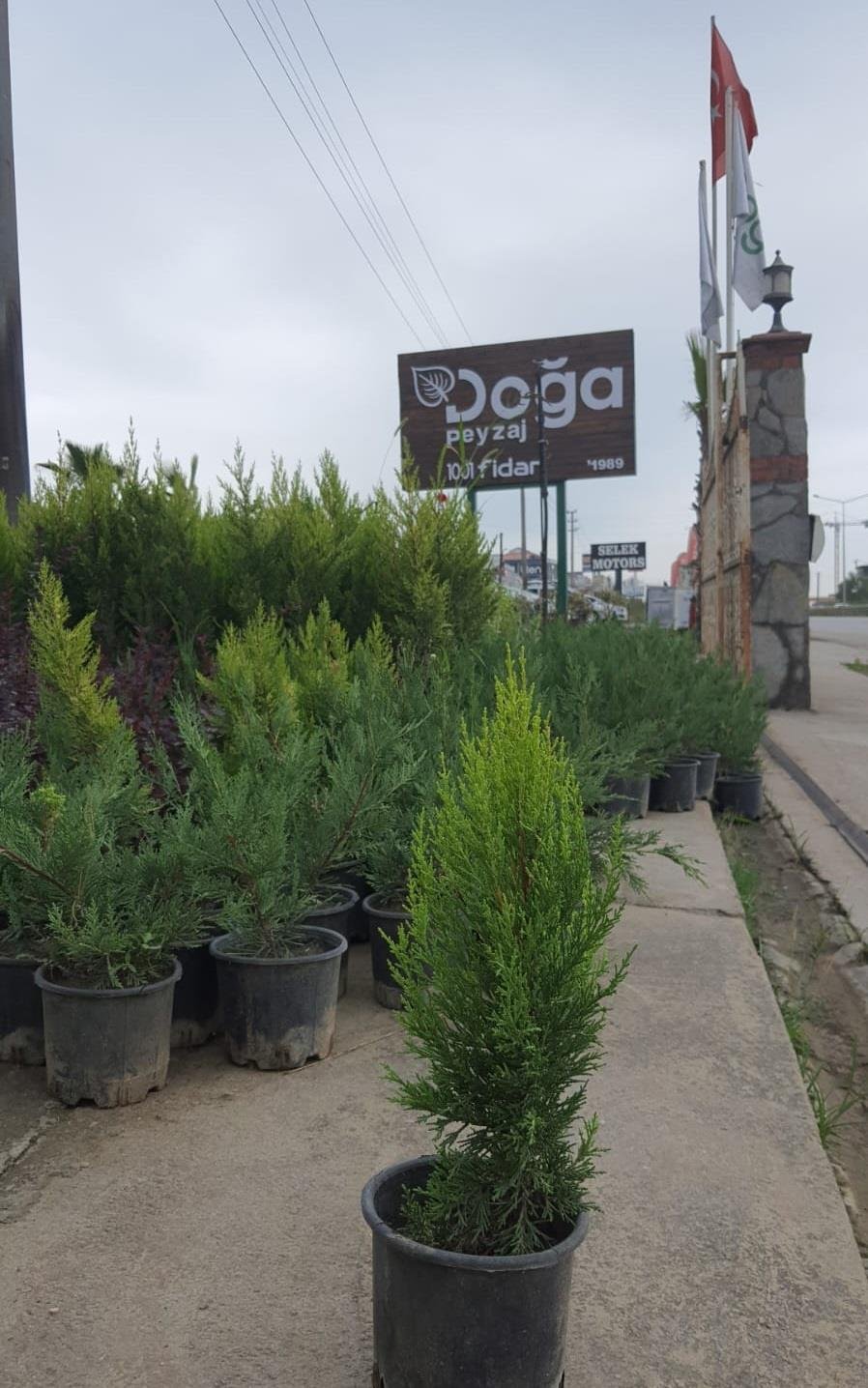 Cupressus macrocarpa Limon Selvi Limon Servi fidanı