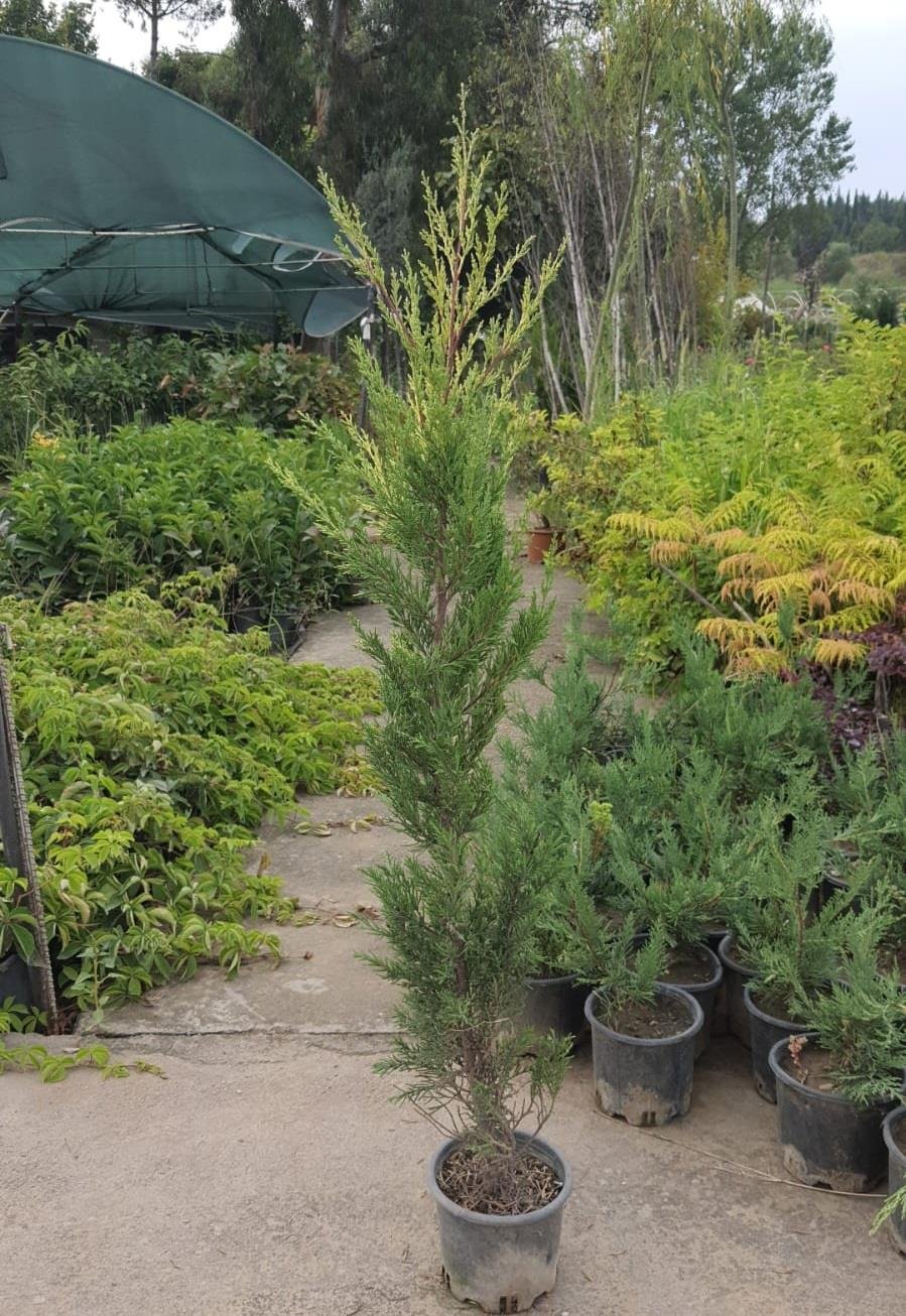 Cupressus macrocarpa Limon Selvi Limon Servi fidanı