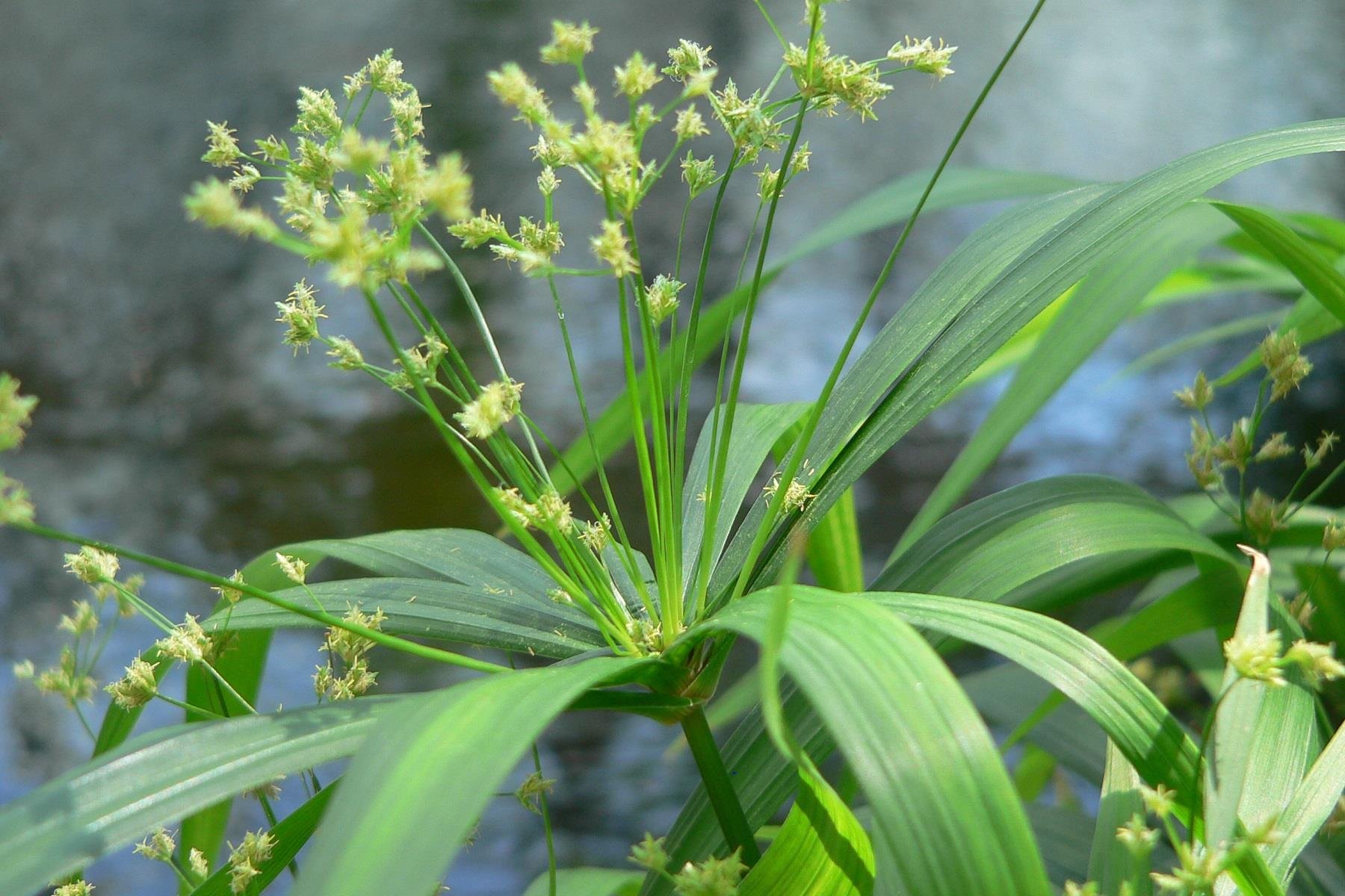 Cyperus diffusus Kalın Bodur Japon Şemsiyesi Fidanı