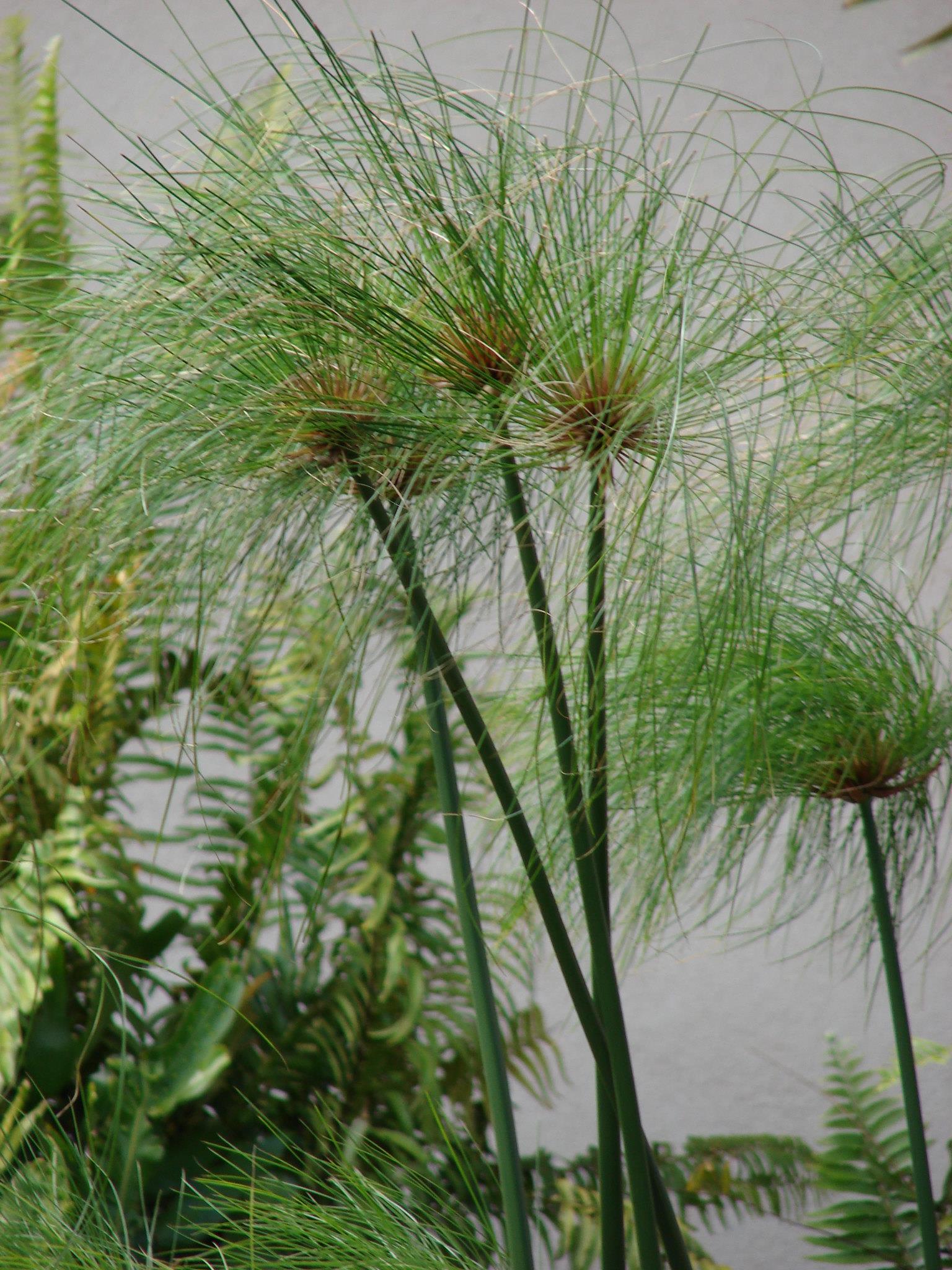 Cyperus papyrus Papirus Japon Şemsiyesi