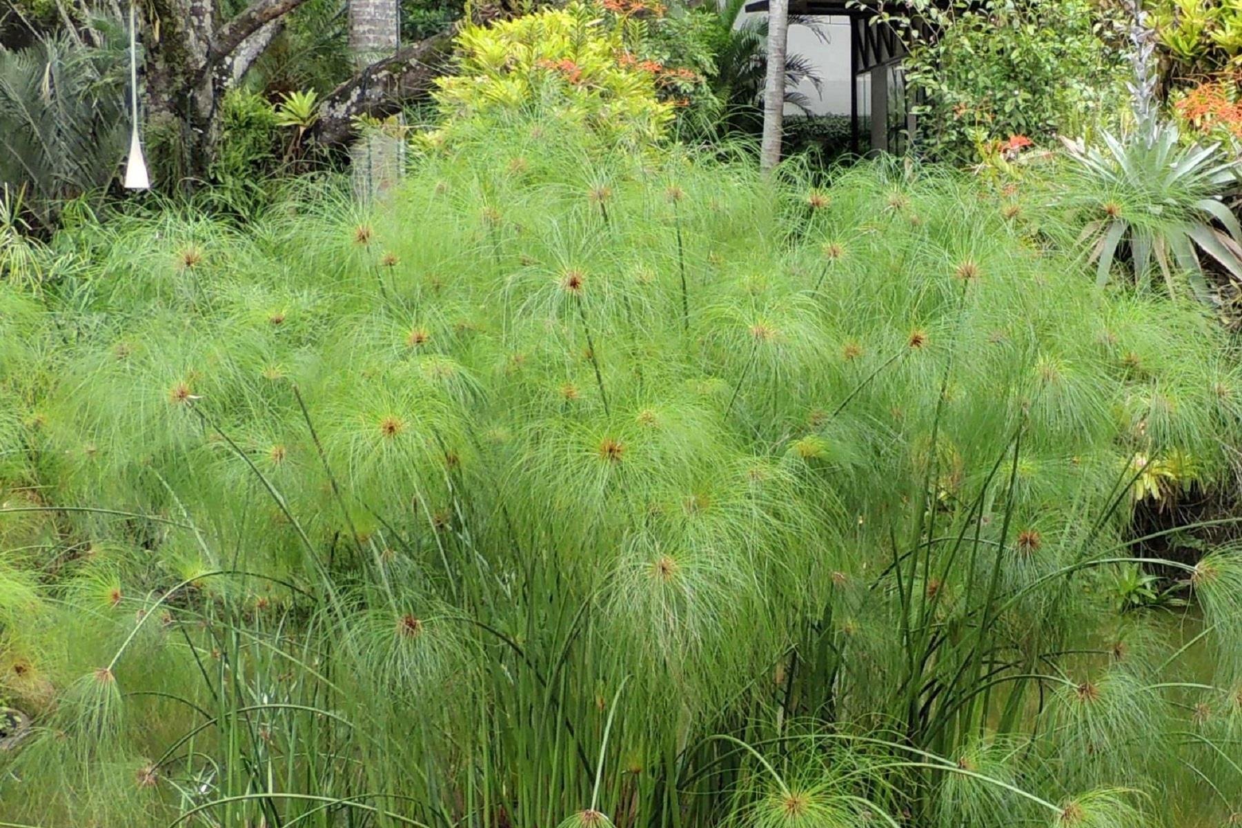 Cyperus papyrus Papirus Japon Şemsiyesi