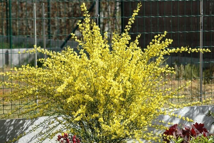 Cytisus Golden Sunlight Bodur Katırtırnağı Süpürge Çalı Fidanı