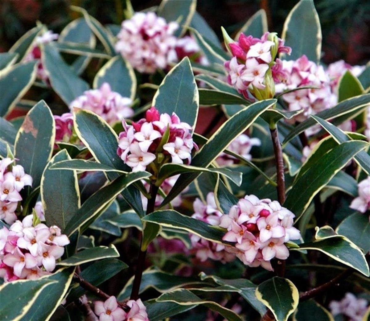 Daphne odora Aureomarginata Alacalı Kafkas Gülü fidanı