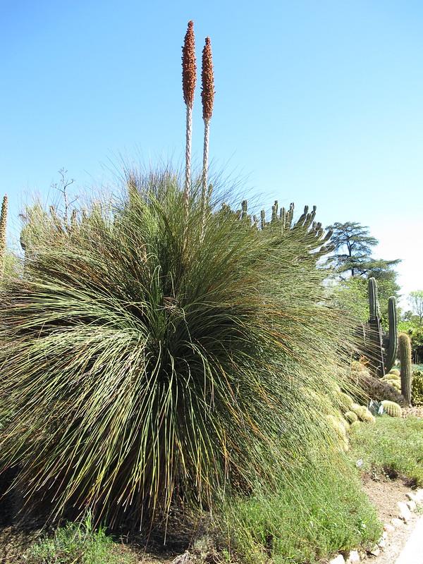 Dasylirion longissimum