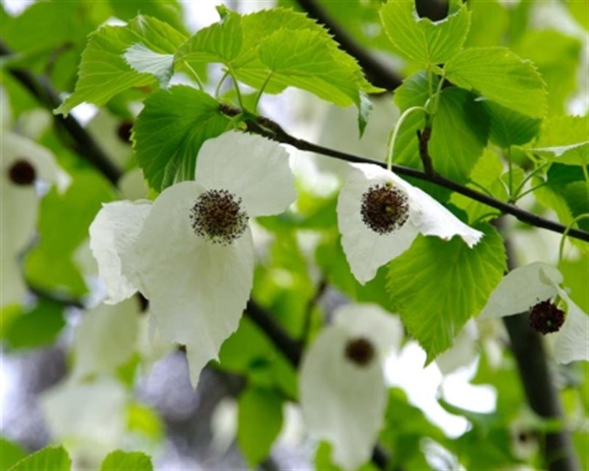 Davidia involucrata Mendil Ağacı fidanı