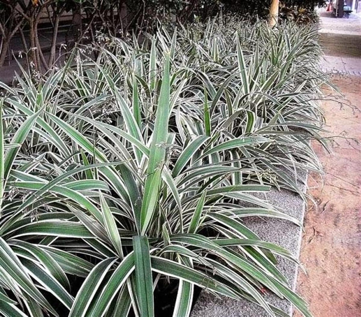 Dianella nigra variegata Dianella fidanı