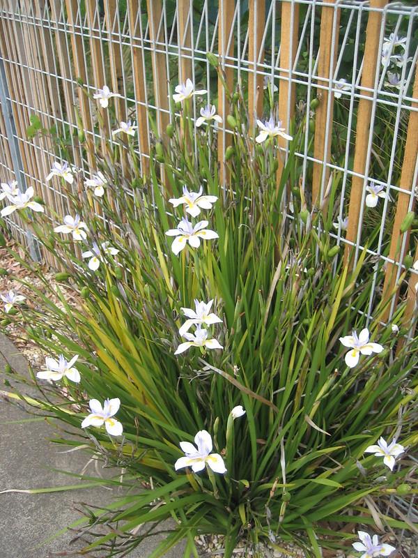 Dietes grandiflora iri çiçekli Afrika iris fidesi