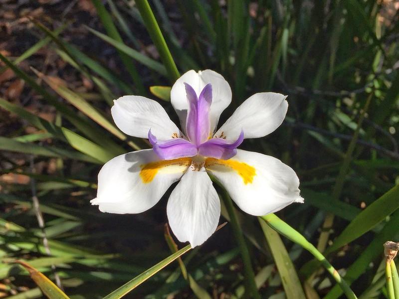 Dietes grandiflora iri çiçekli Afrika iris fidesi