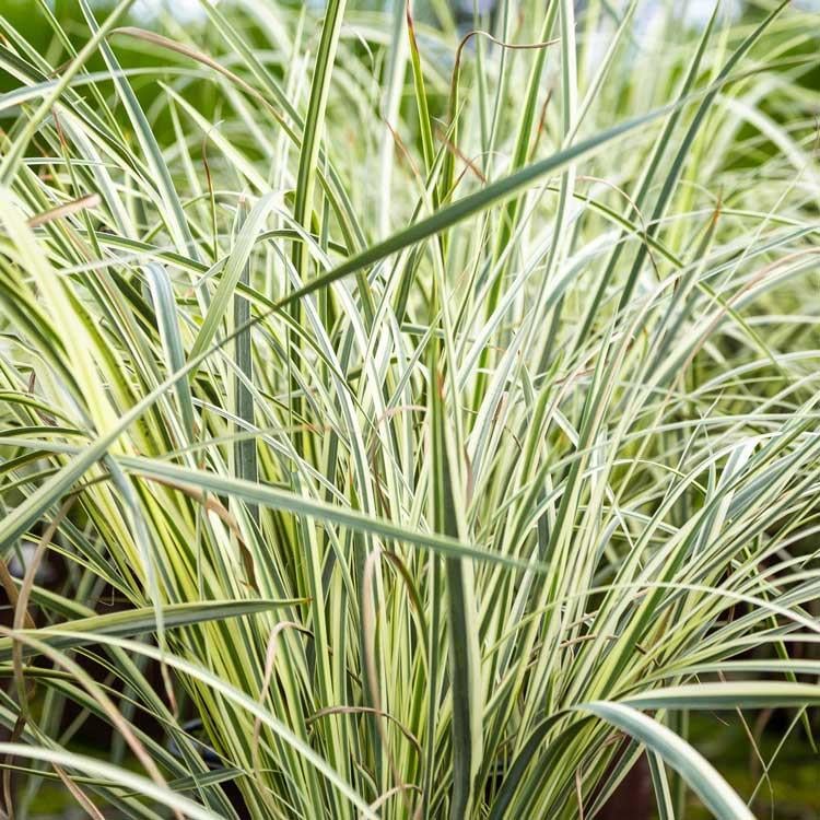 Dietes iridioides Milky Way Alacalı afrika iris fidanı