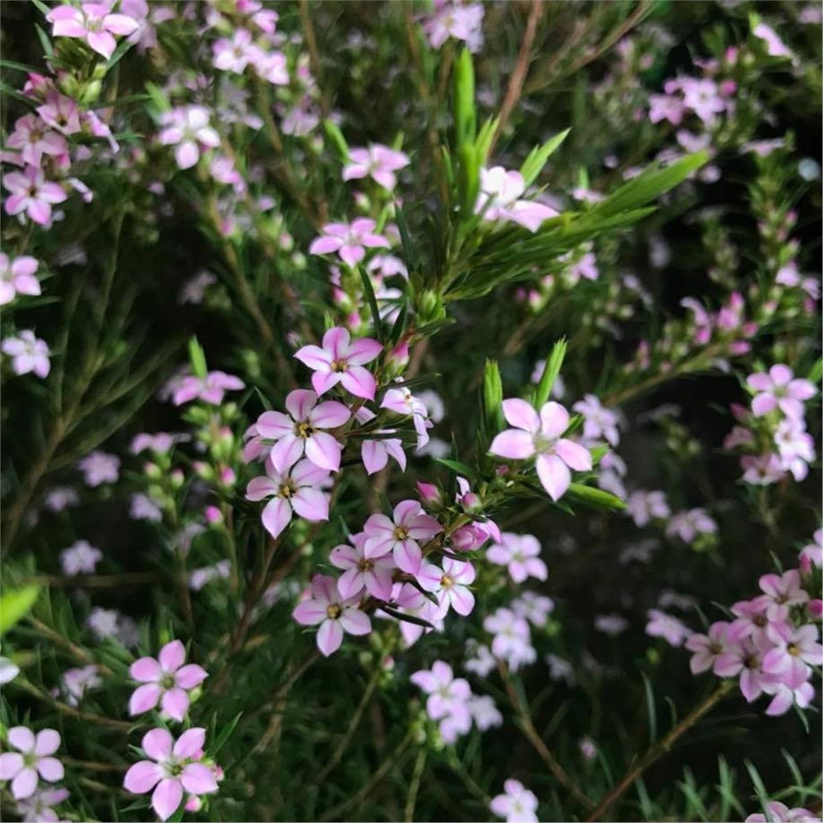 Diosma hirsuta Pink Fountain Tüylü buhu fidanı