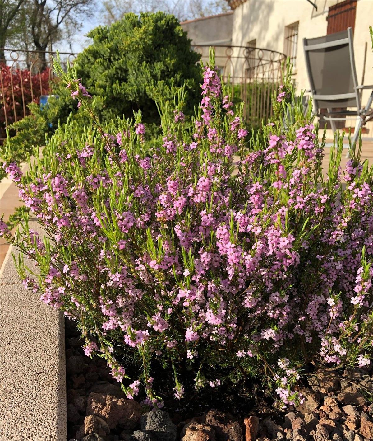 Diosma hirsuta Pink Fountain Tüylü buhu fidanı