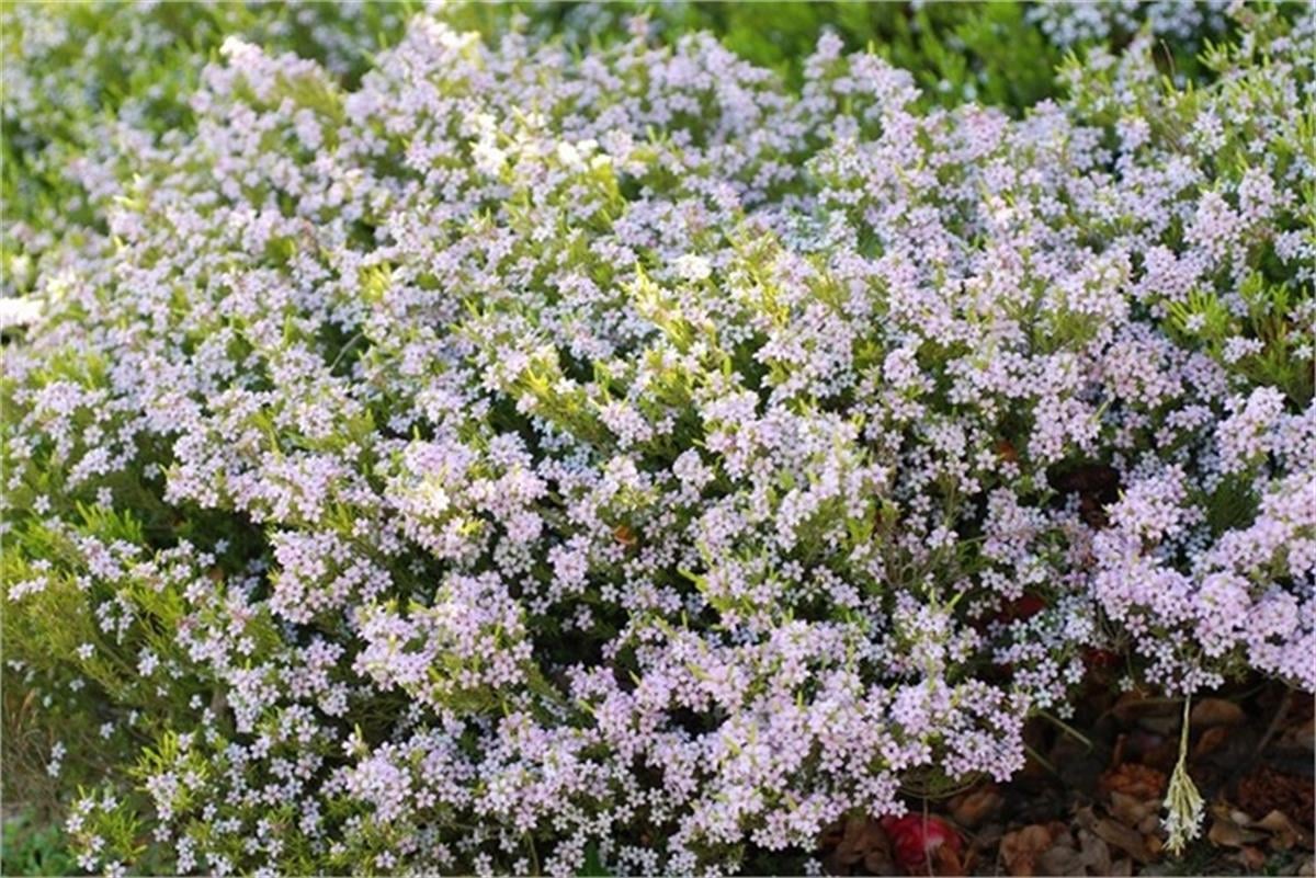 Diosma hirsuta Sunset gold