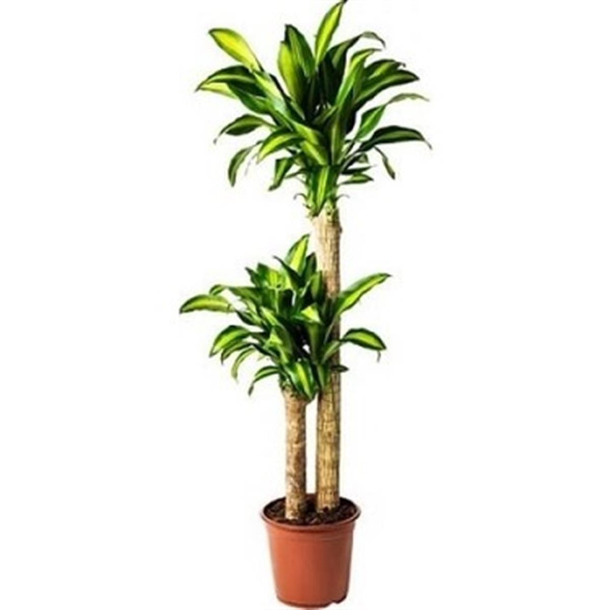 Dracena messengena