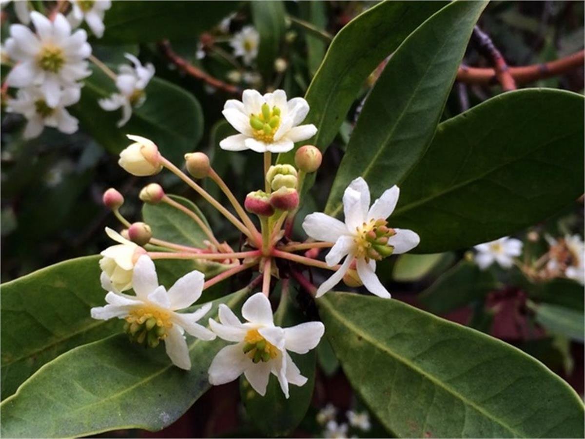 Drimys winteri Dağ biberi fidanı