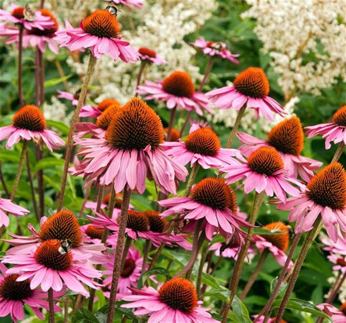 Echinacea p. Leuchtstern Ekinezya fidesi
