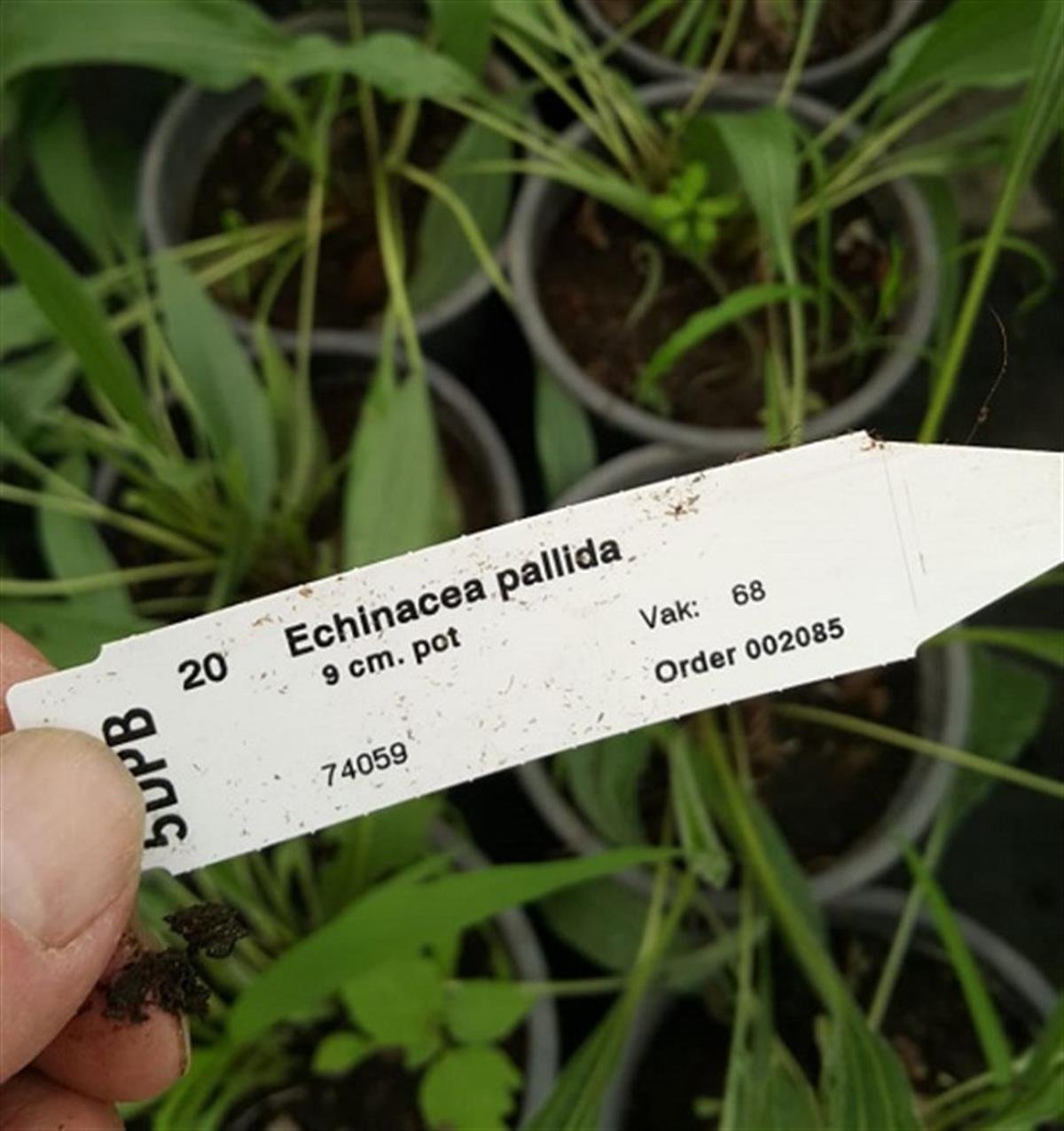 Echinacea pallida Ekinezya fidesi