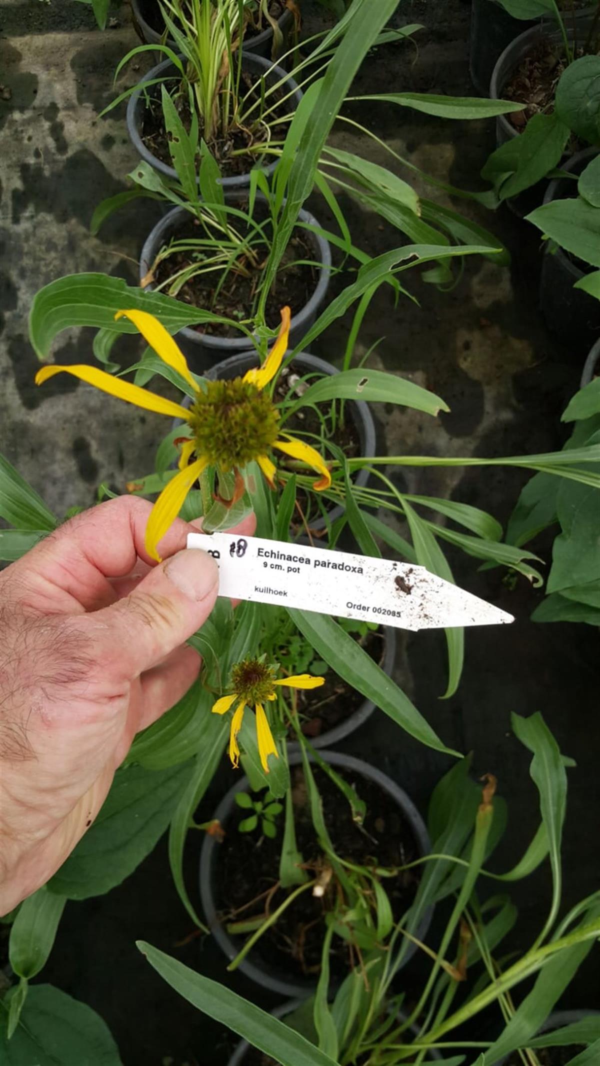 Echinacea paradoxa Ekinezya fidesi