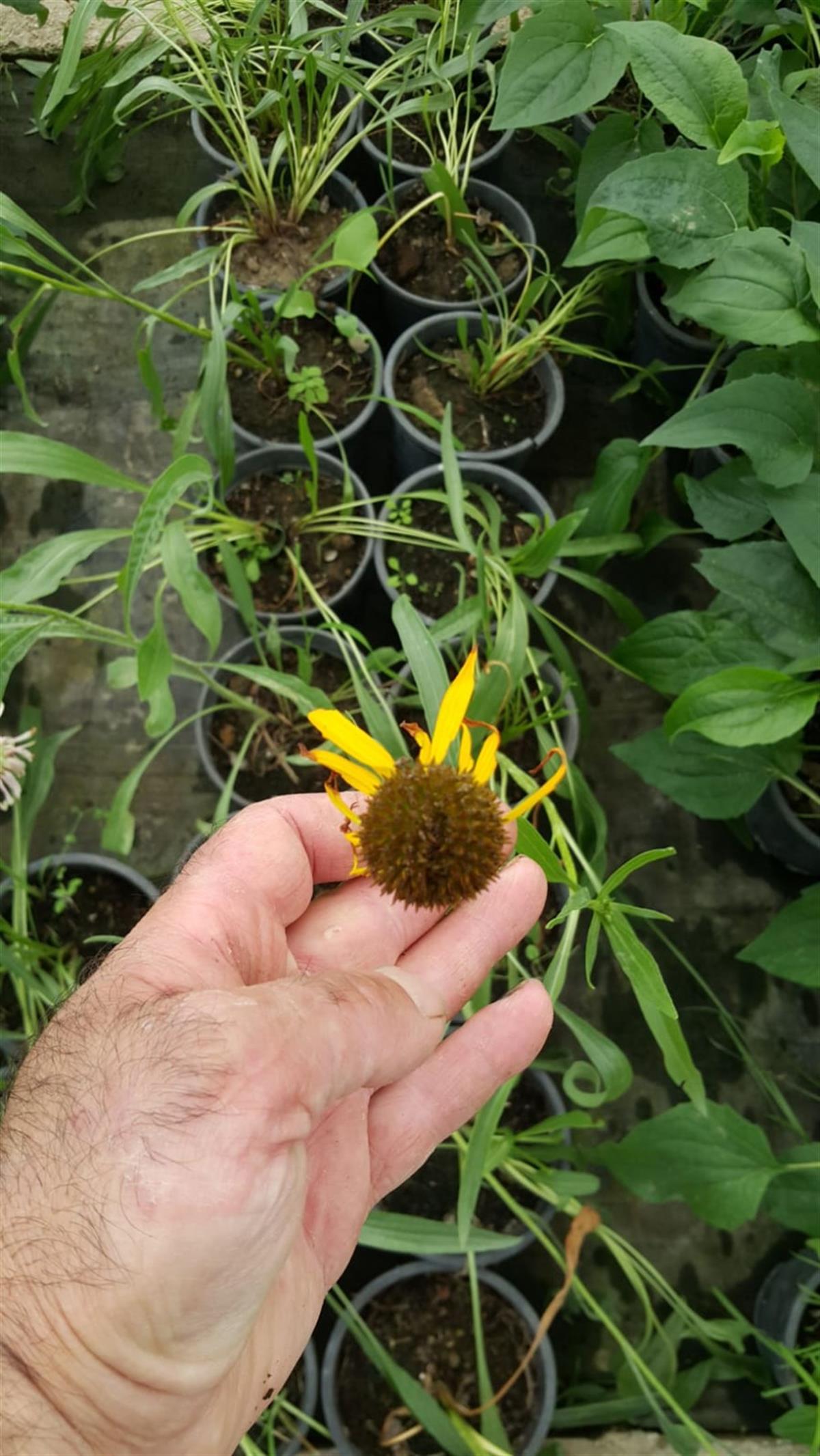 Echinacea paradoxa Ekinezya fidesi