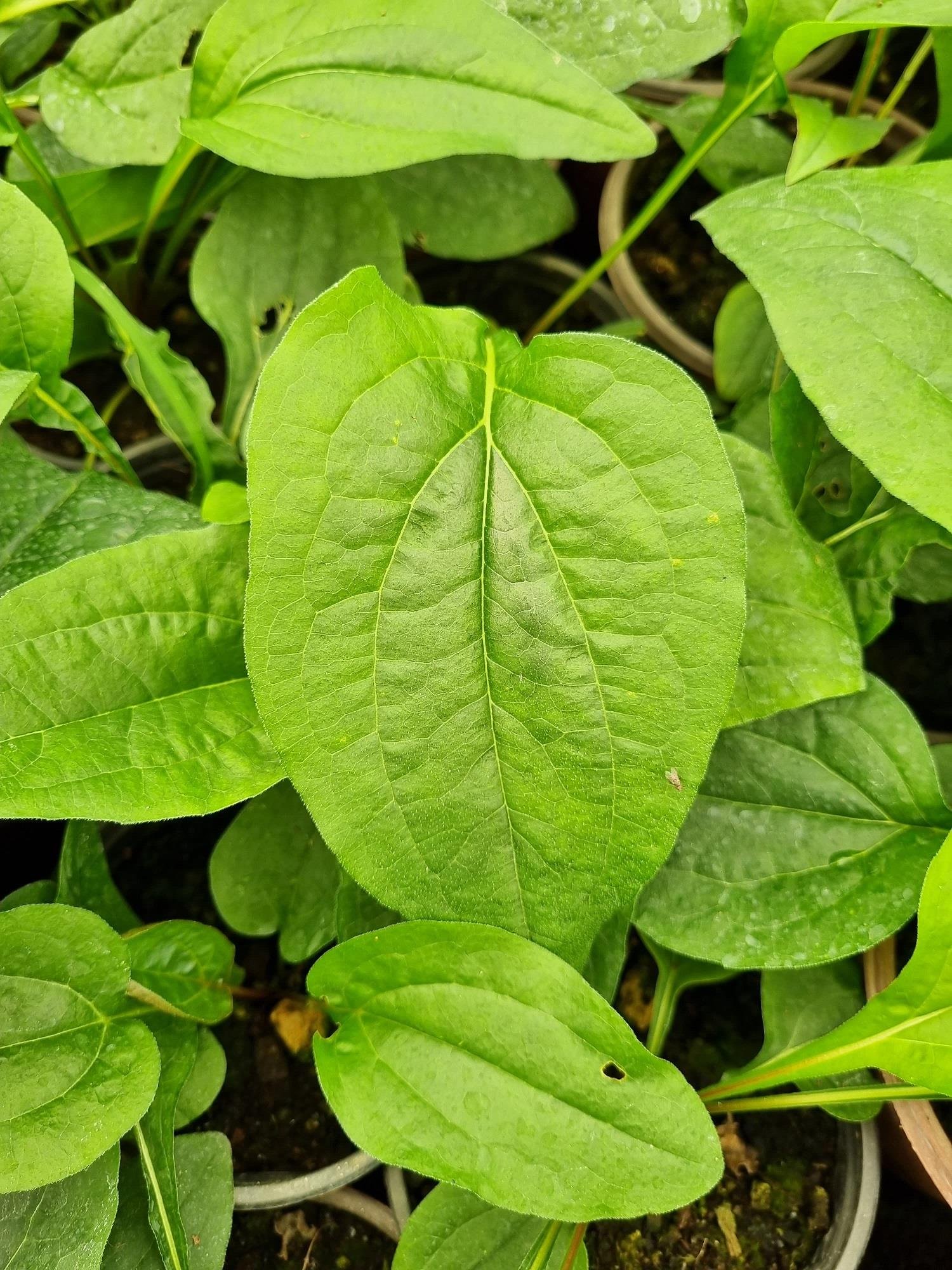 Echinacea purpurea Ekinezya fidesi Koni Çiçeği fidesi