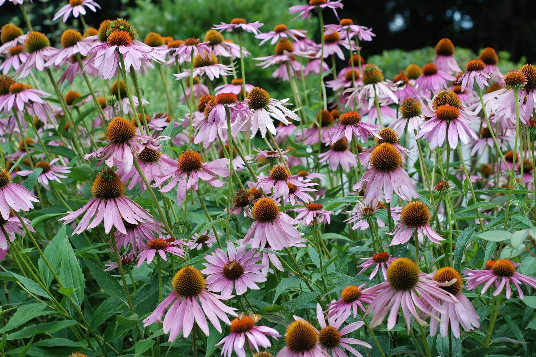 Echinacea purpurea Ekinezya fidesi Koni Çiçeği fidesi