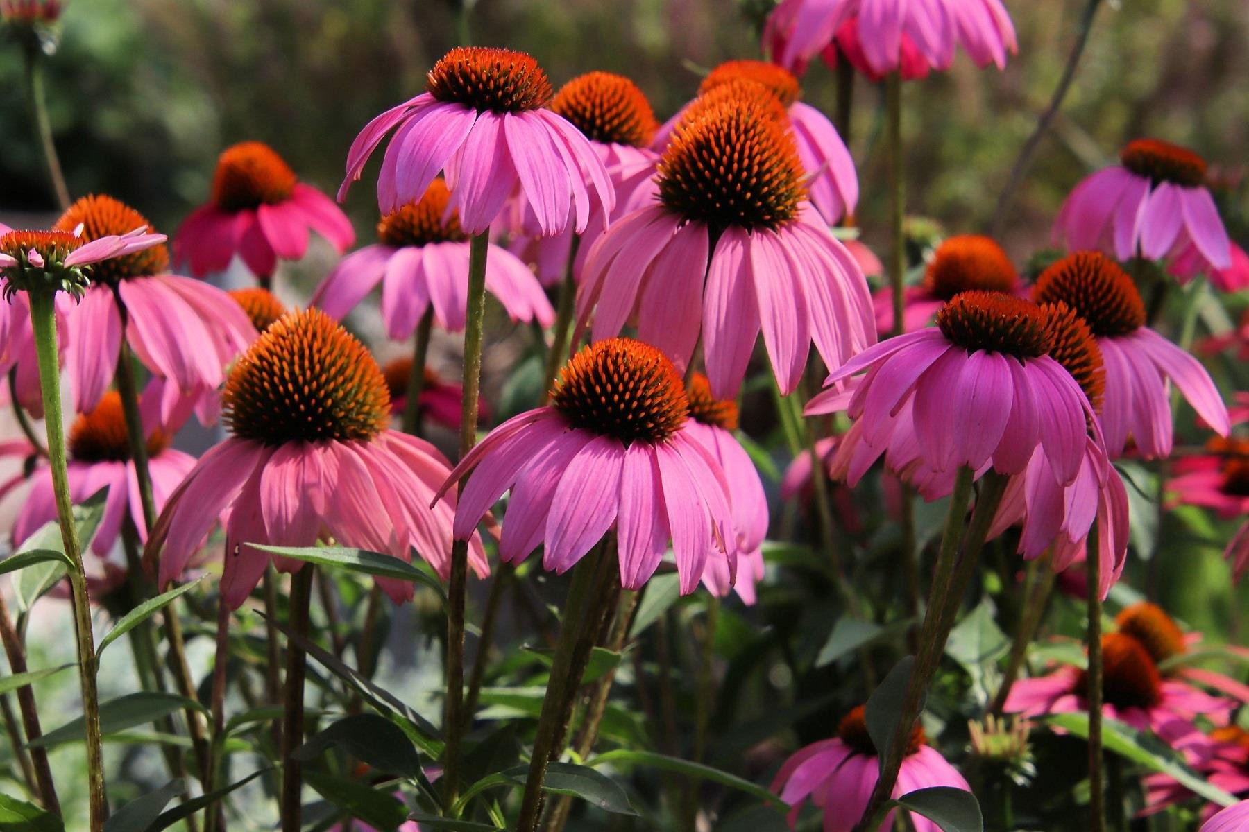 Echinacea purpurea Ekinezya fidesi Koni Çiçeği fidesi