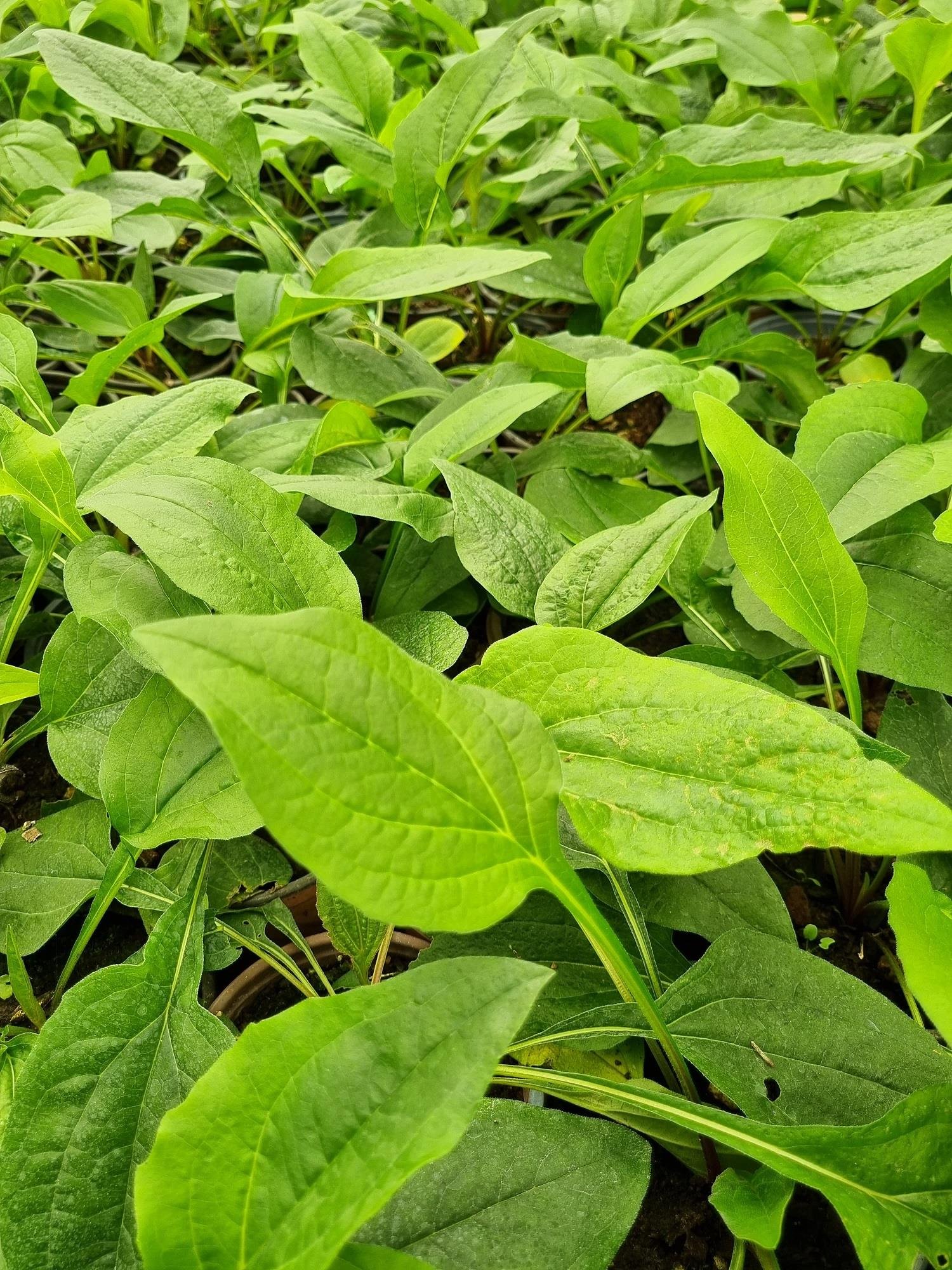Echinacea purpurea Ekinezya fidesi Koni Çiçeği fidesi