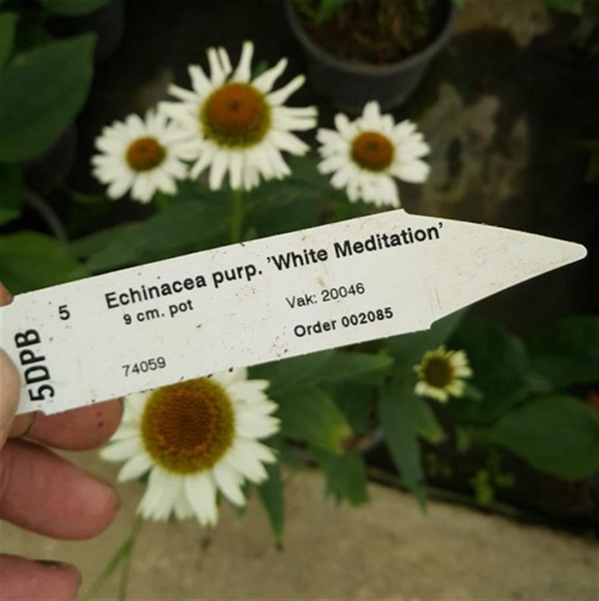 Echinacea purpurea white meditation Ekinezya fidesi