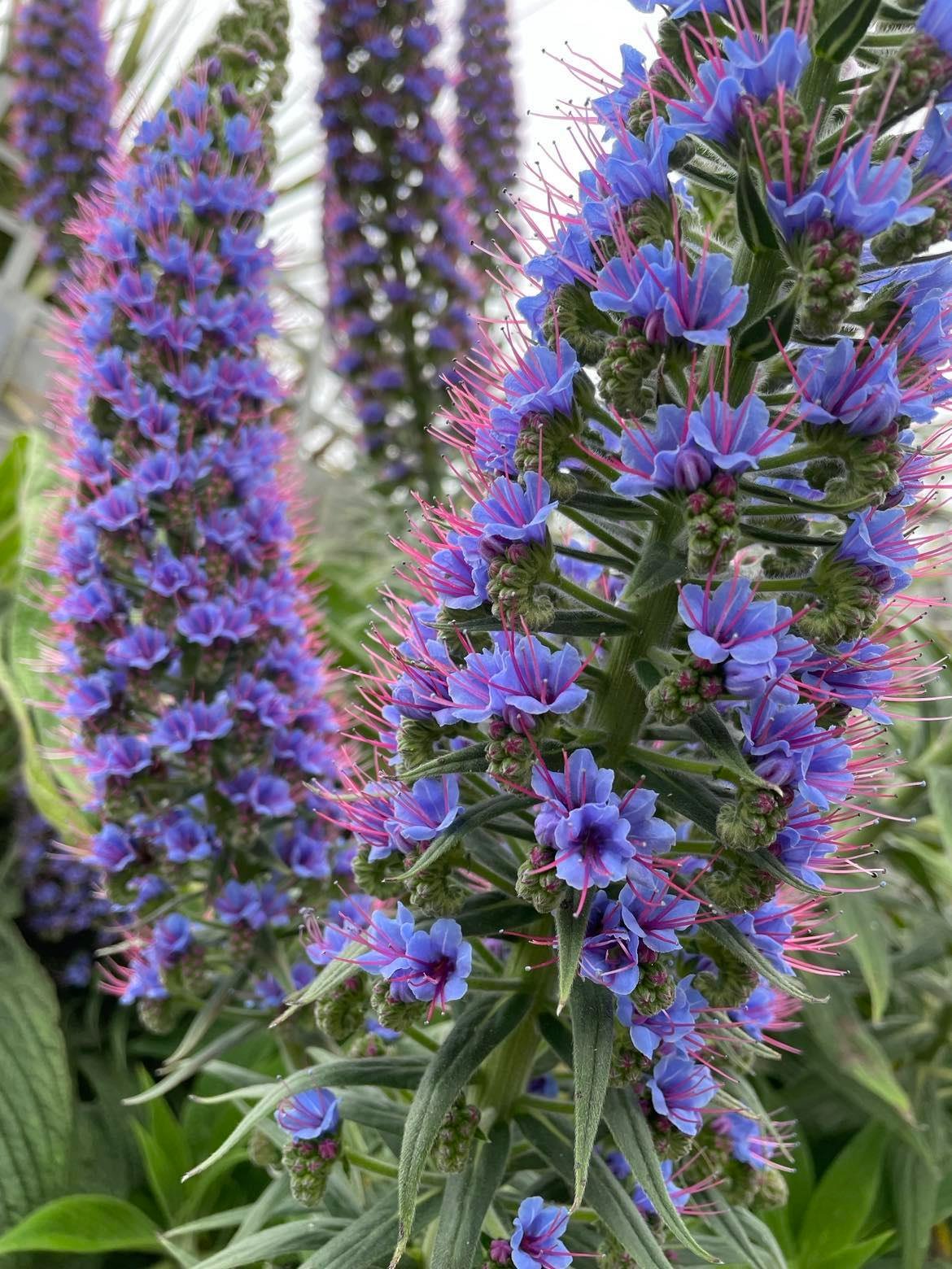 Echium candicans Mavi Ejder otu