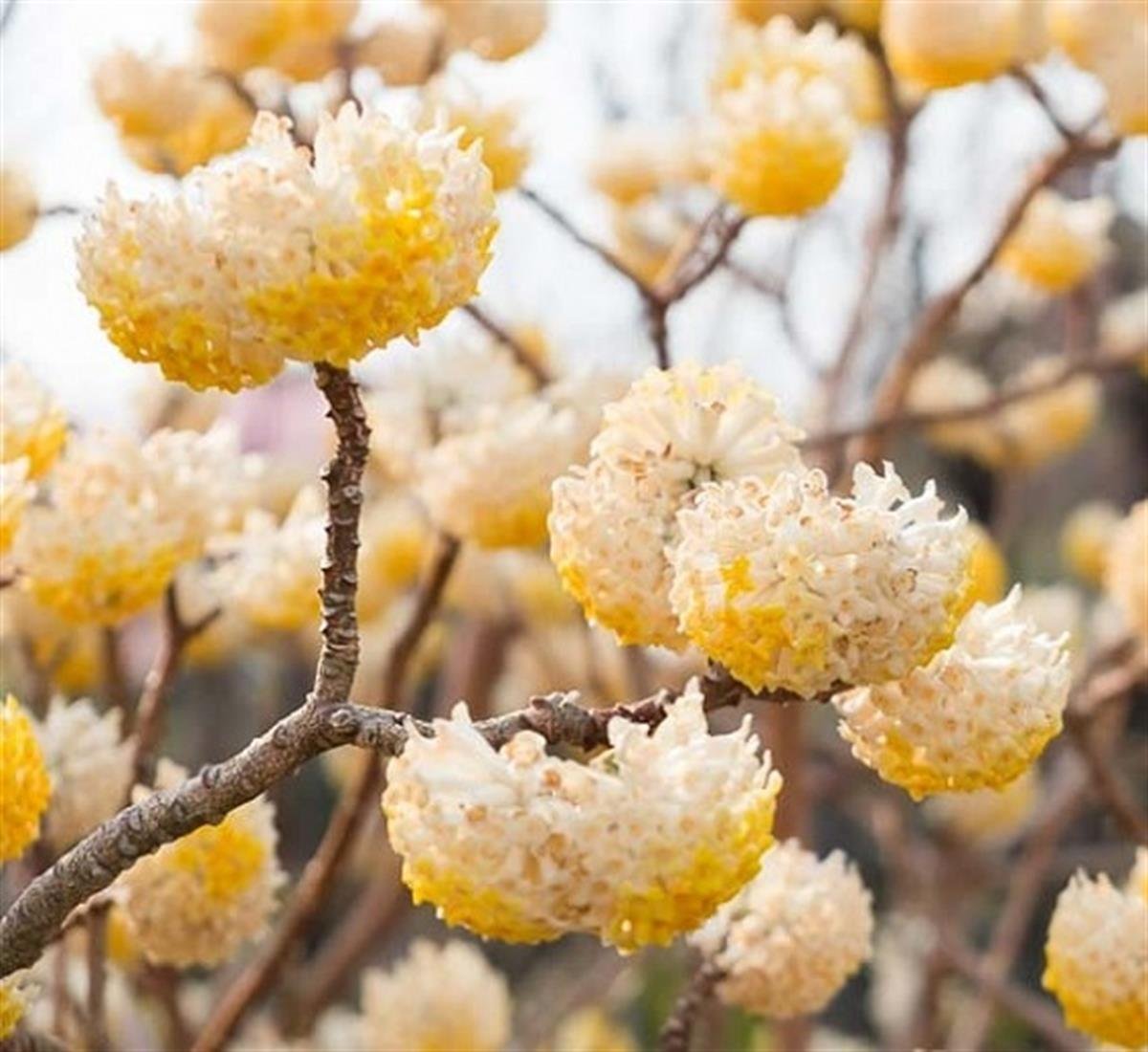Edgeworthia chrysantha Kağıt Çalısı