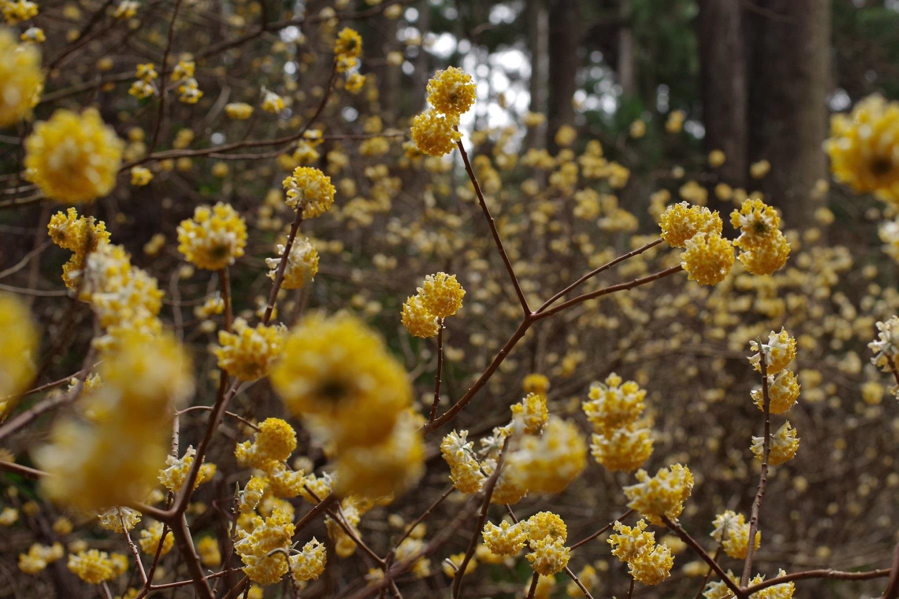 Edgeworthia chrysantha Kağıt Çalısı