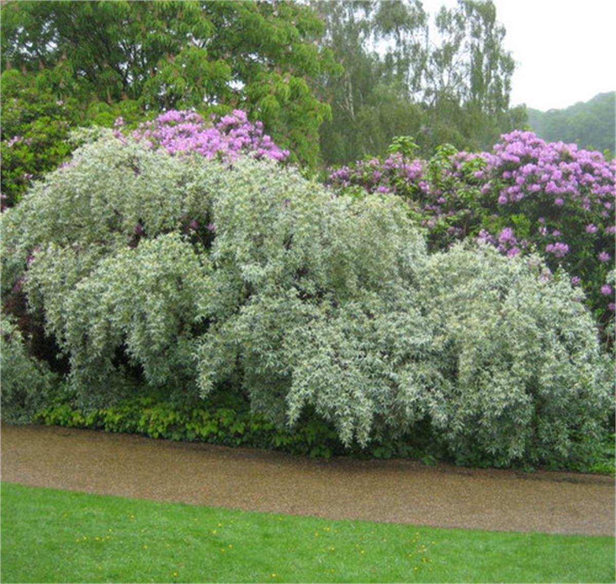 Elaeagnus commutata Silverberry Gümüşi Amerikan iğde fidanı