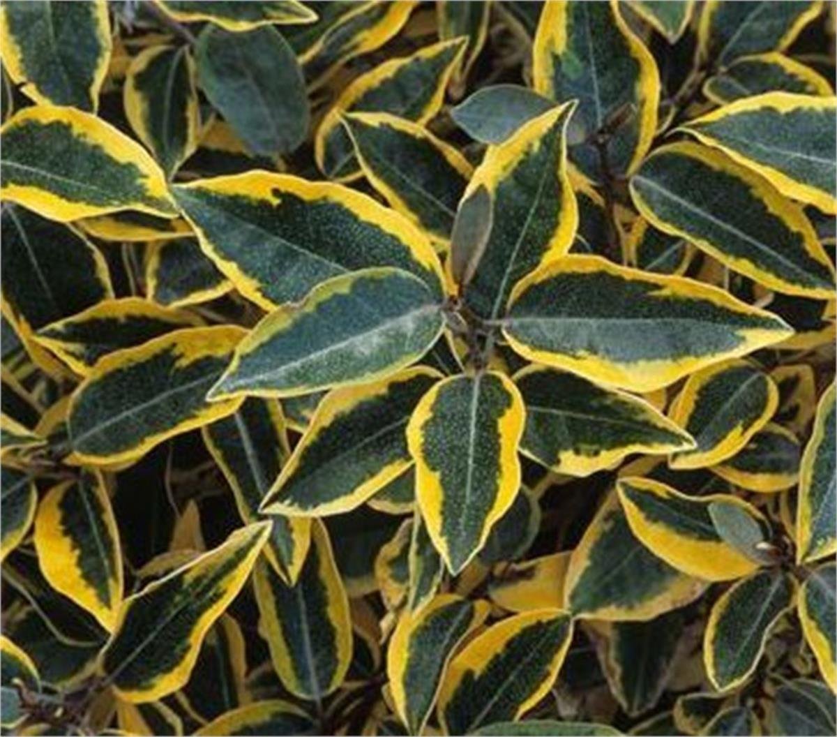 Elaeagnus ebbingei Viveleg Süs İğdesi fidesi