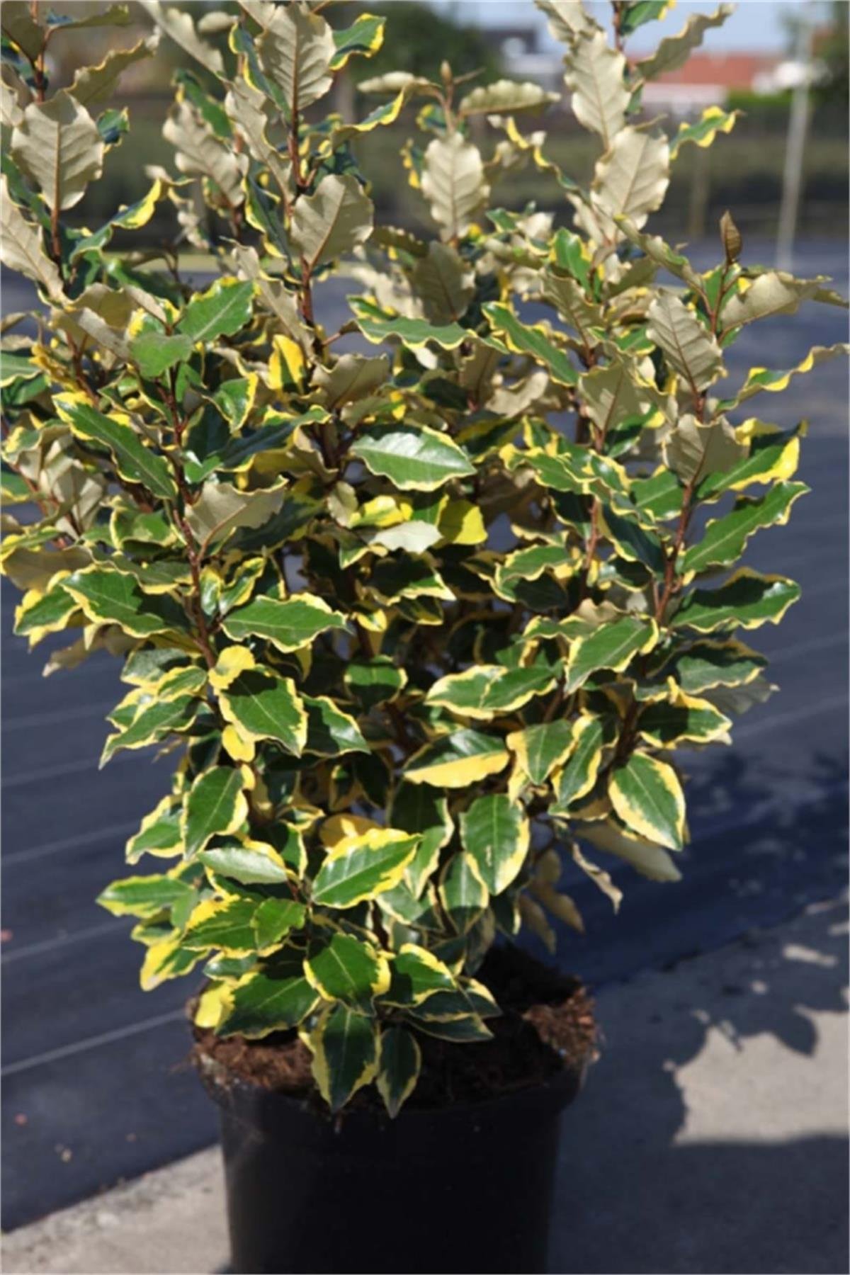 Elaeagnus ebbingei Viveleg Süs İğdesi fidesi