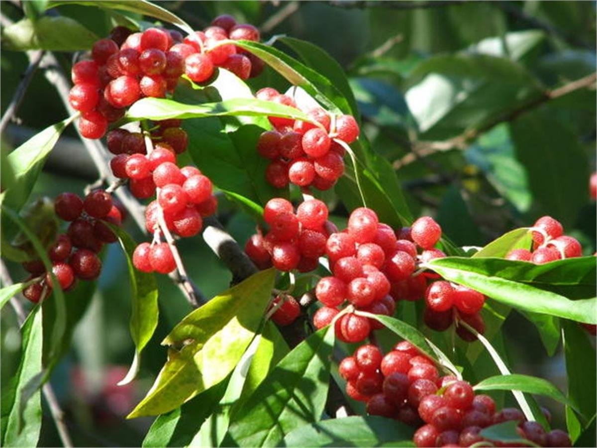 Elaeagnus umbellata Japon iğdesi Güz zeytini fidan
