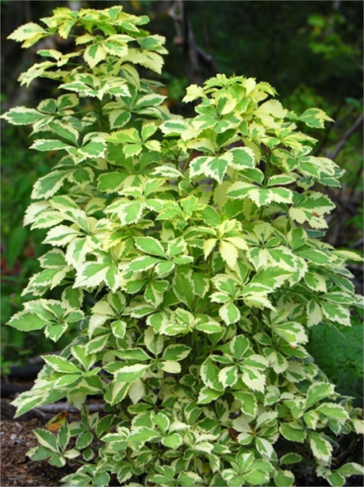 Eleutherococcus sieboldianus Var. Alacalı Sibirya Ginsengi fidanı