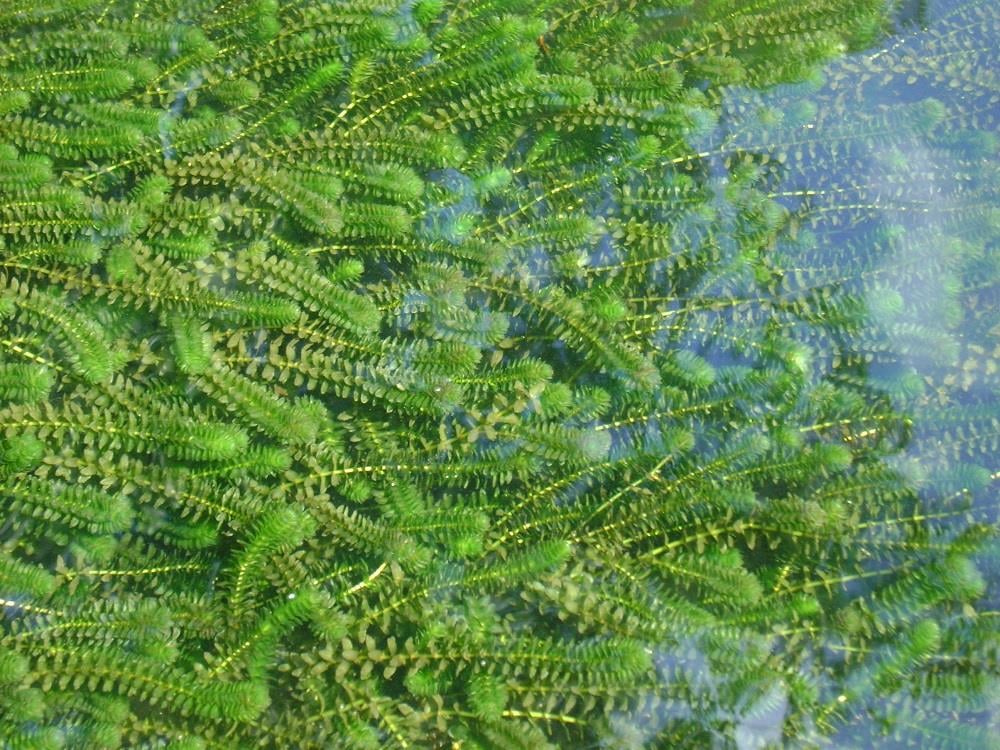 Elodea canadensis Kanada Elodeası Bitkisi