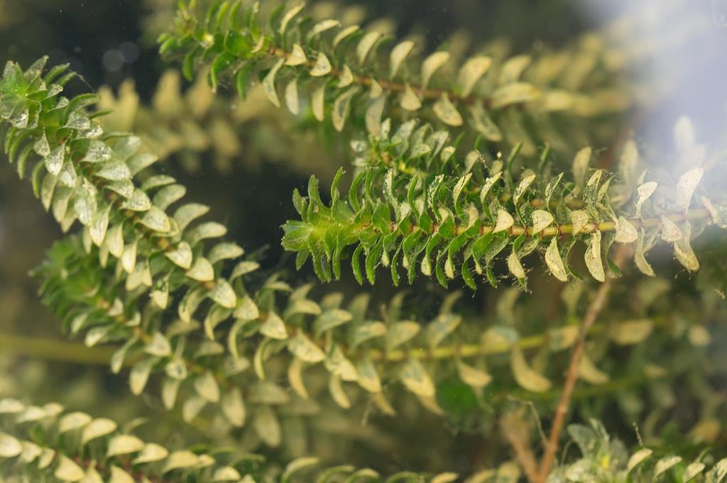 Elodea canadensis Kanada Elodeası Bitkisi