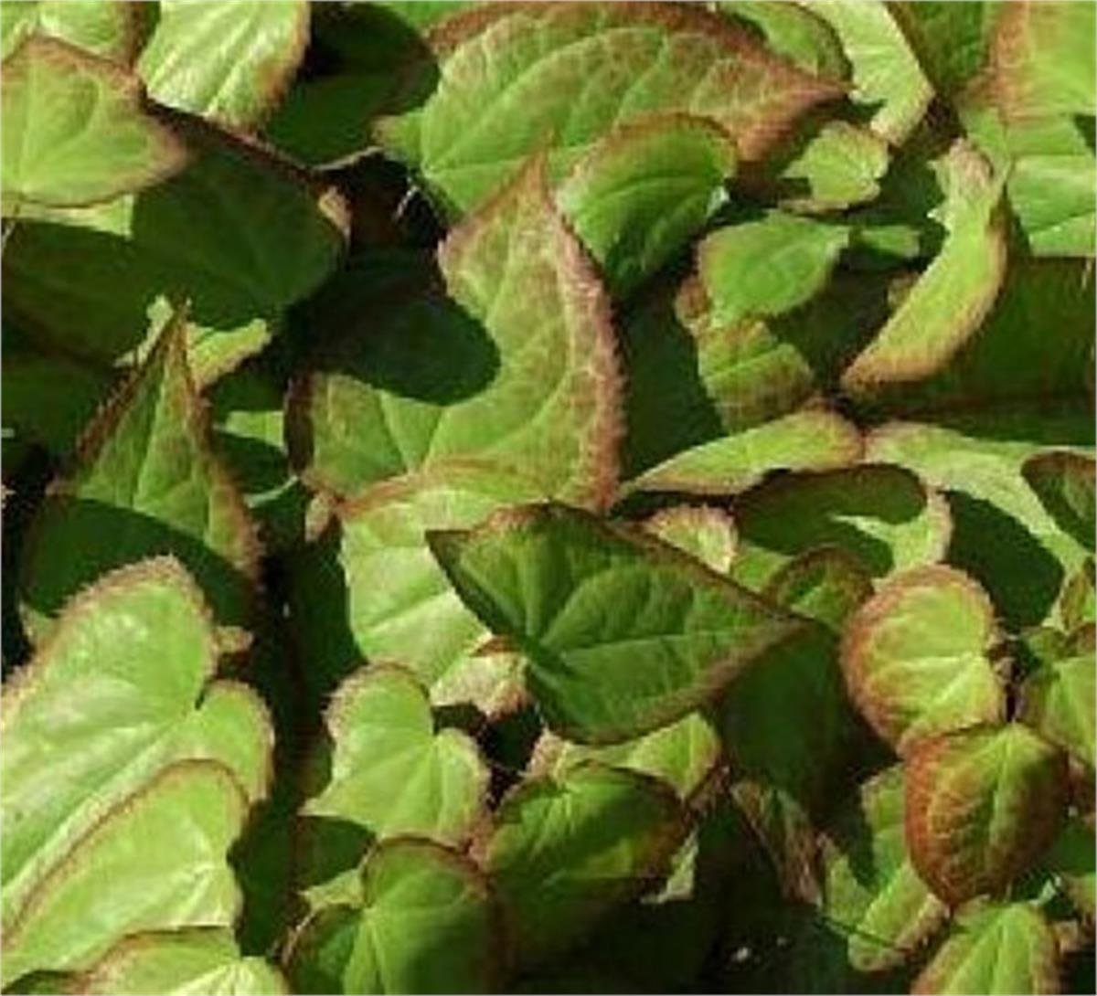Epimedium grandiflorum keşiş külahı az gın teke otu fidesi
