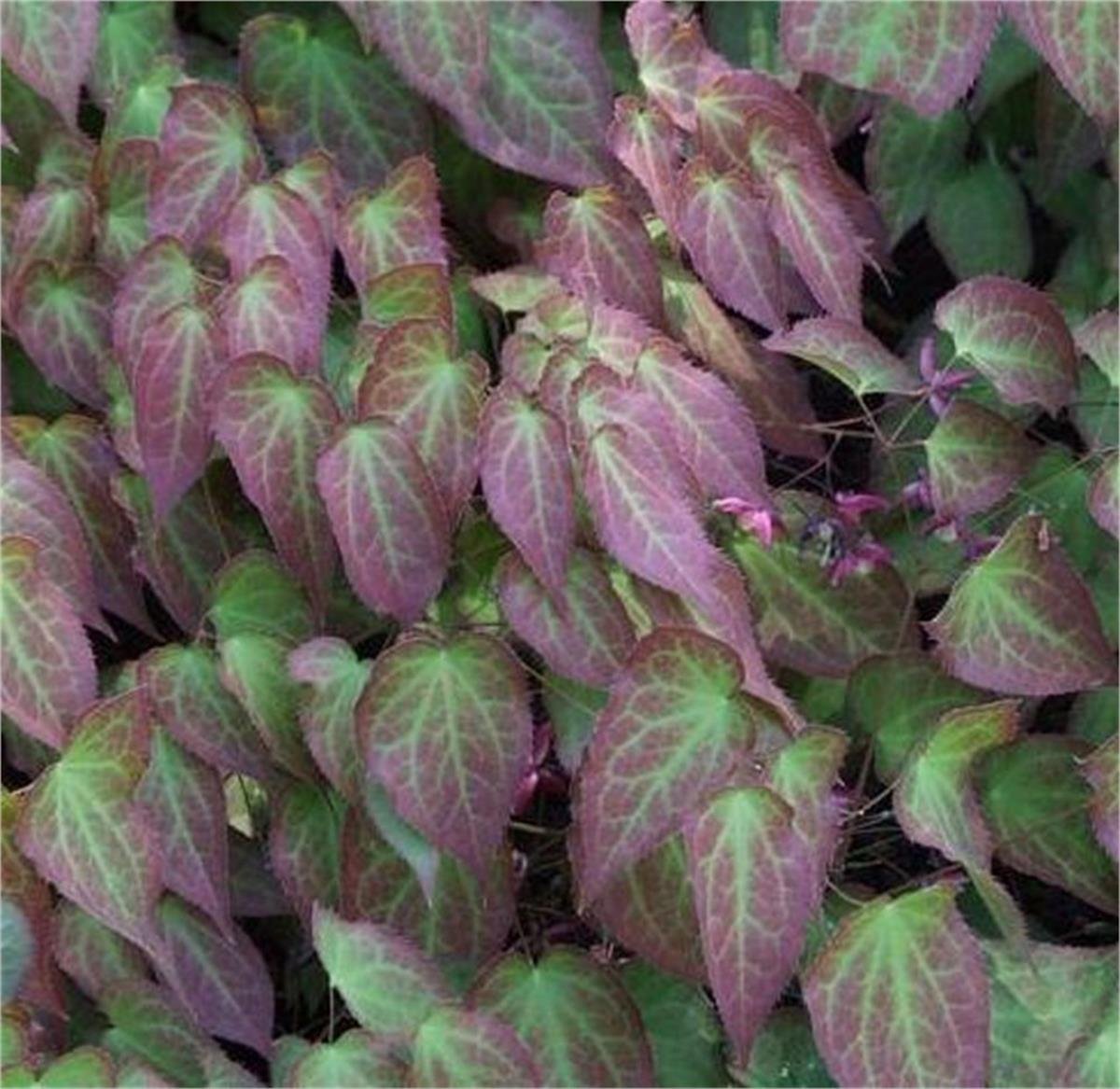 Epimedium grandiflorum keşiş külahı az gın teke otu fidesi