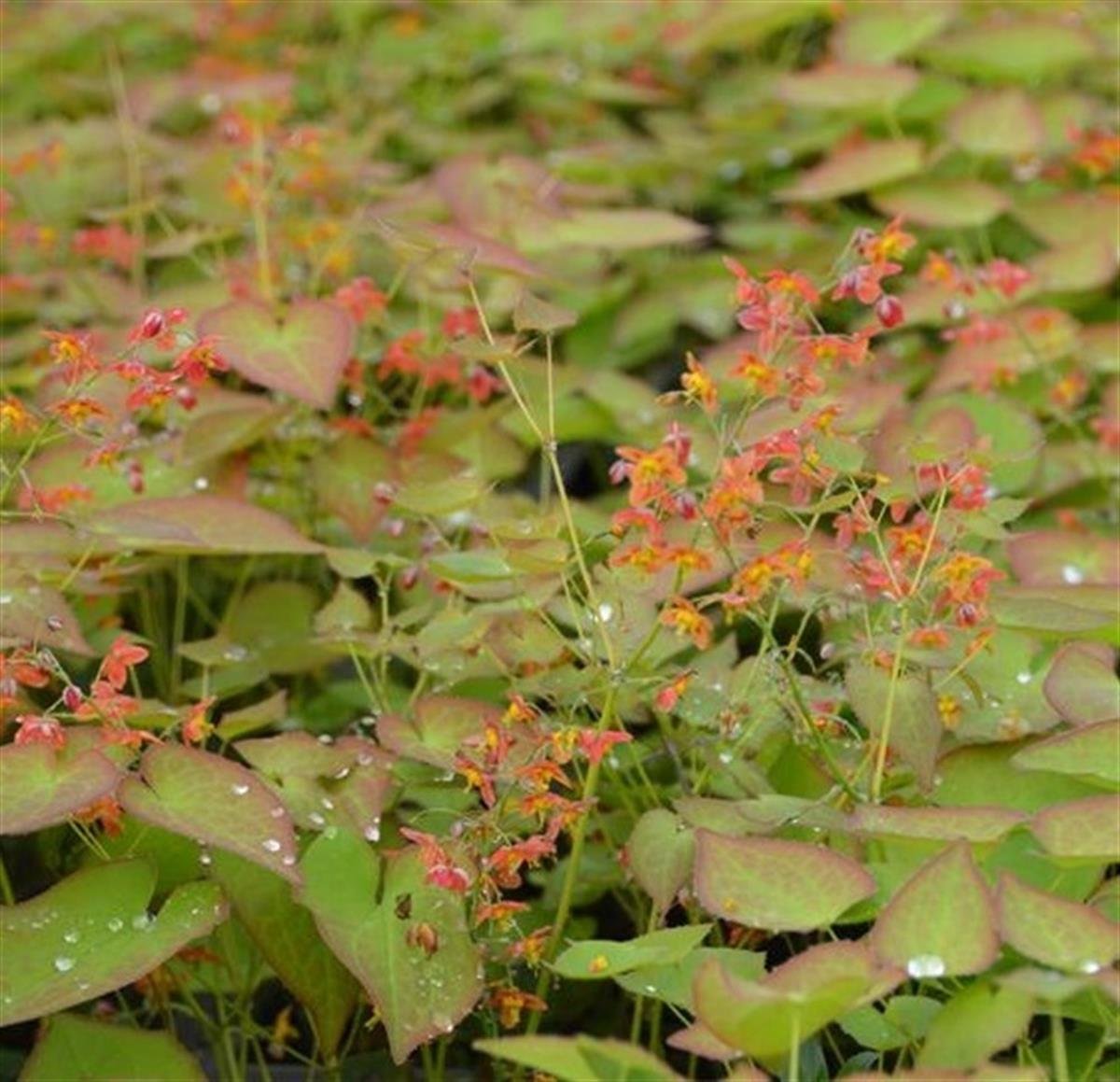 Epimedium pubigerum Orangekönigin keşiş külahı az gın teke otu fidesi
