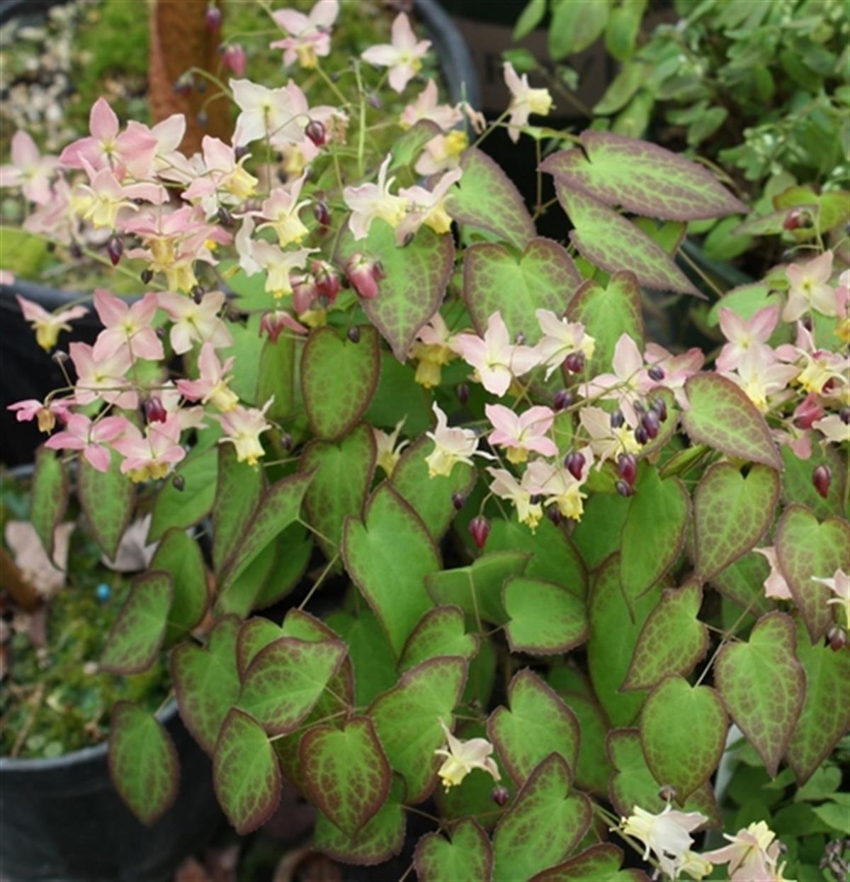 Epimedium versicolor keşiş külahı az gın teke otu fidesi