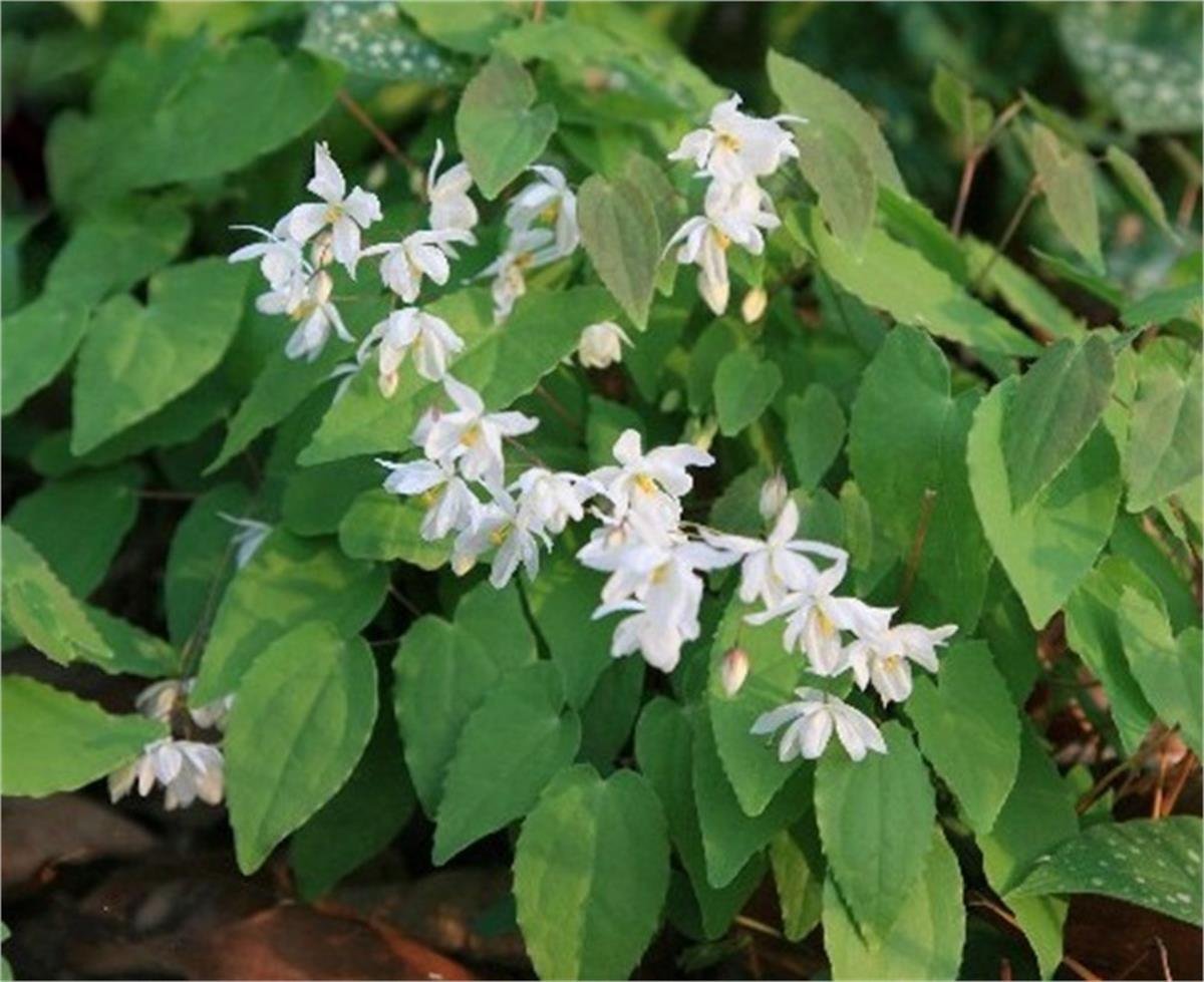 Epimedium youngianum Niveum keşiş külahı az gın teke otu fidesi