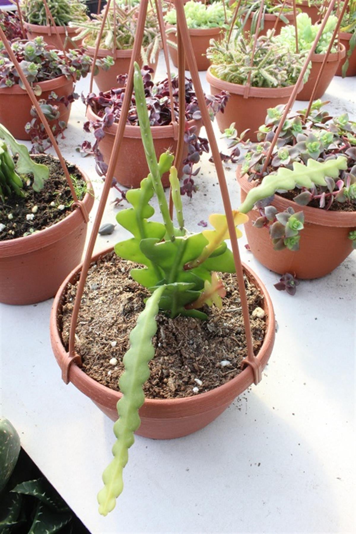 Epiphyllum anguliger Atlas Çiçeği, Atlas Kaktüsü