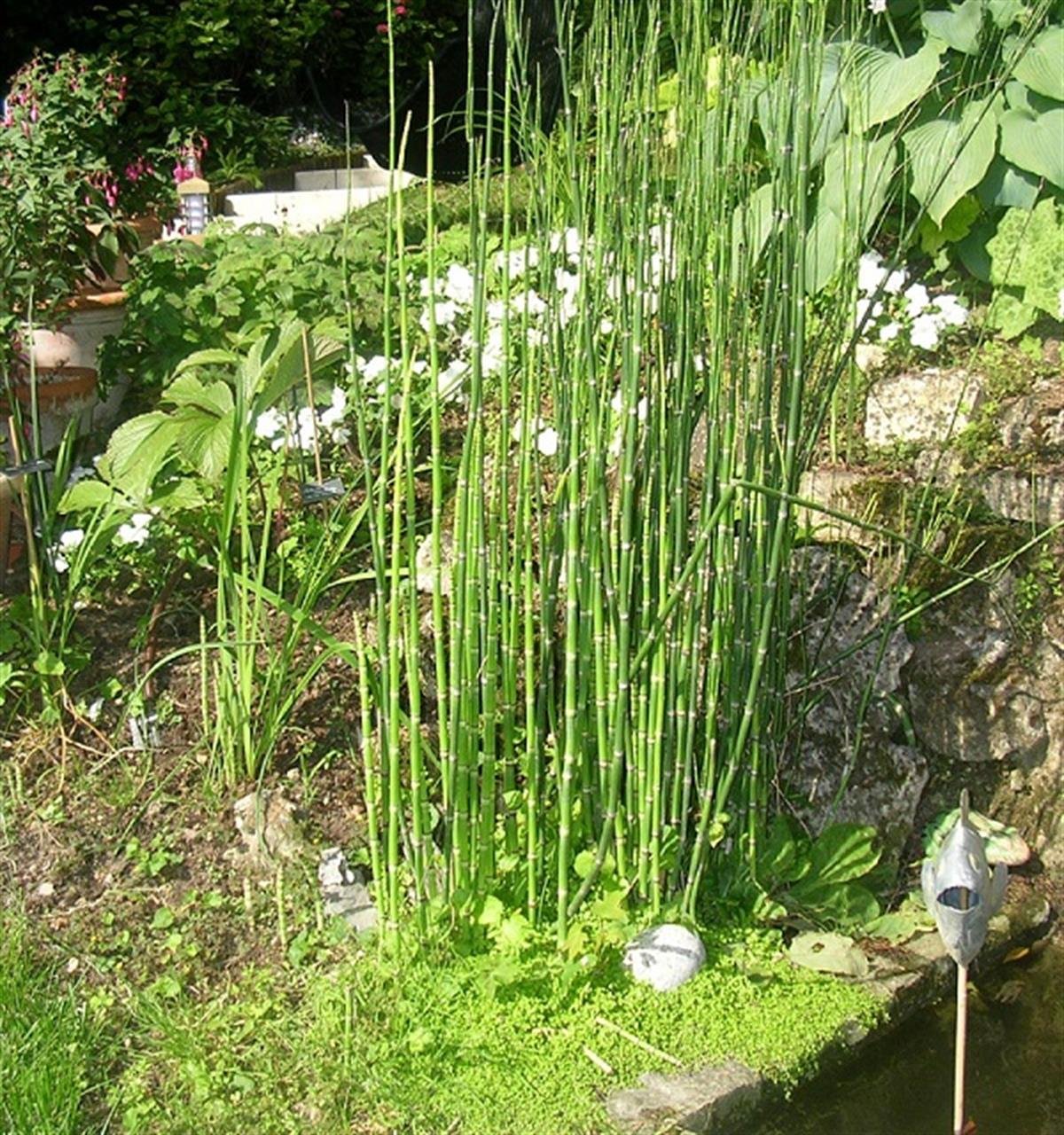 Equisetum americanum Hyemale At Kuyruğu fidanı
