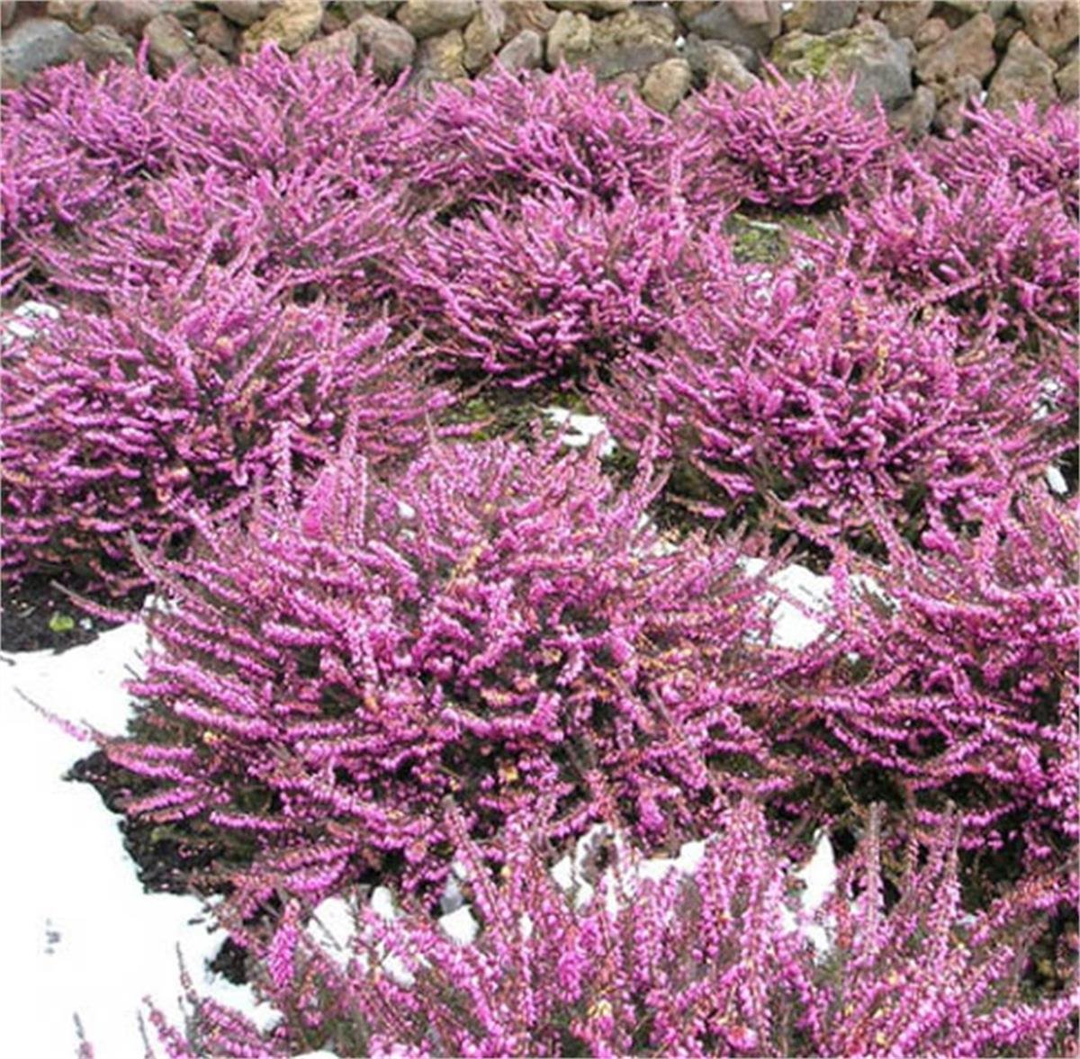 Erica darleyensis Kramers Rote Pembe Funda çiçeği